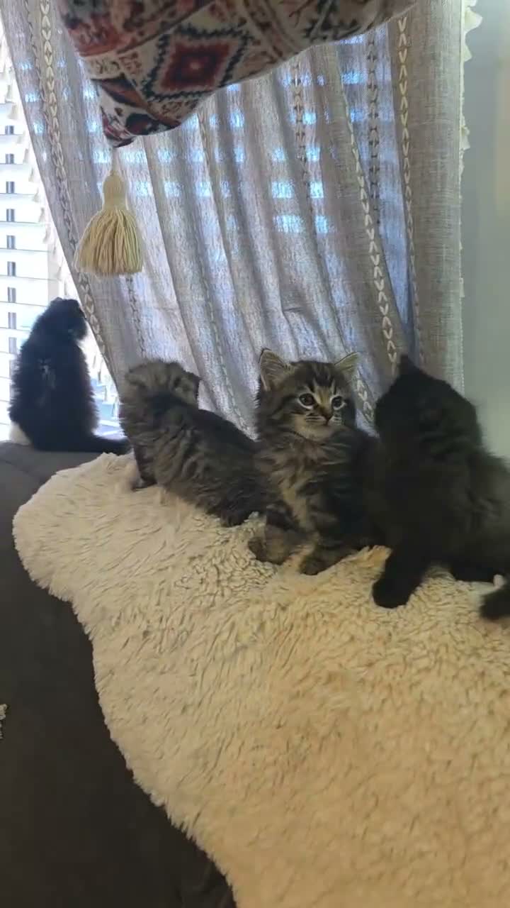 Ragdoll cats for sale: Beautiful Ragdoll cross Norwegian forest kittens  - Video 1