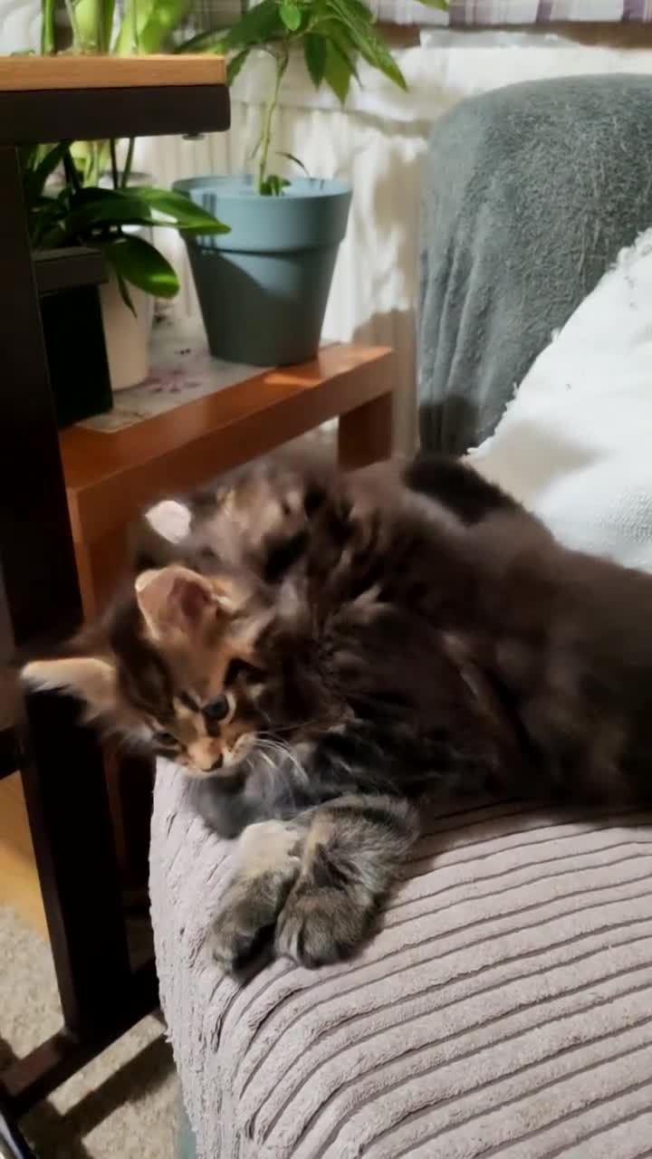 Maine Coon cats for sale: Maine coon kittens  - Video 1