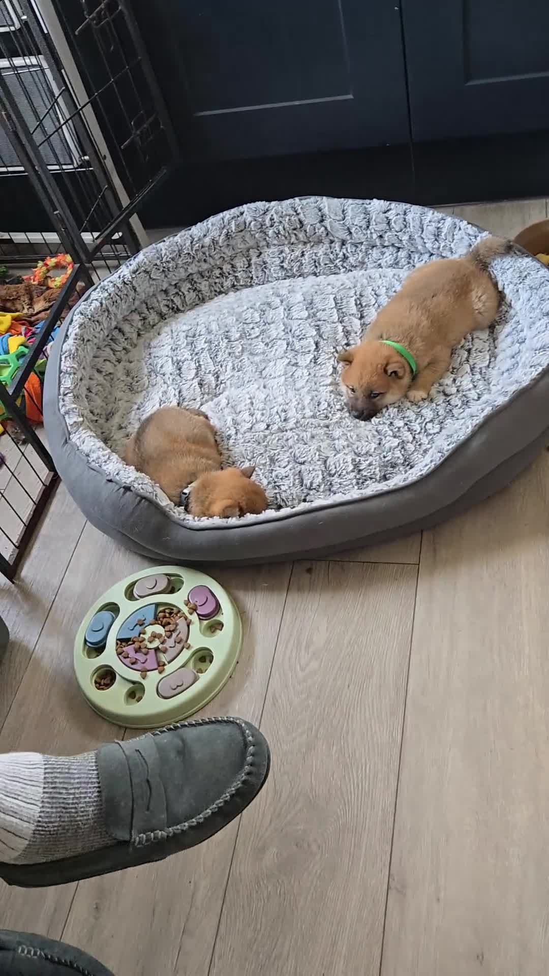 Japanese Shiba Inu dogs for sale: Beautiful Shiba - Video 1