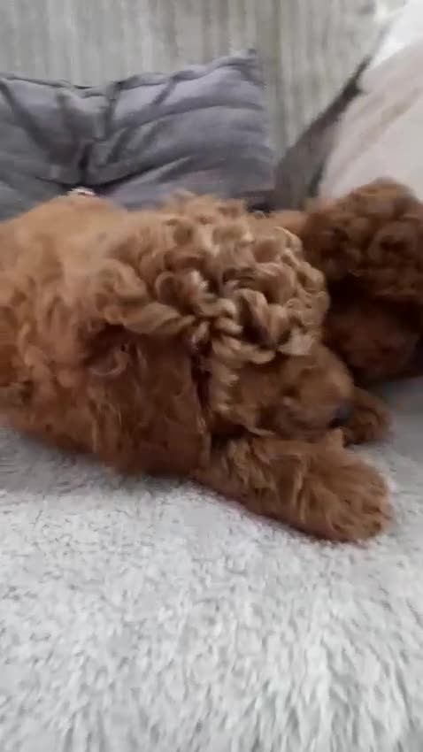 Toy Poodle dogs for sale: KC Registered gorgeous Red Toy Poodle Puppies - Video 2