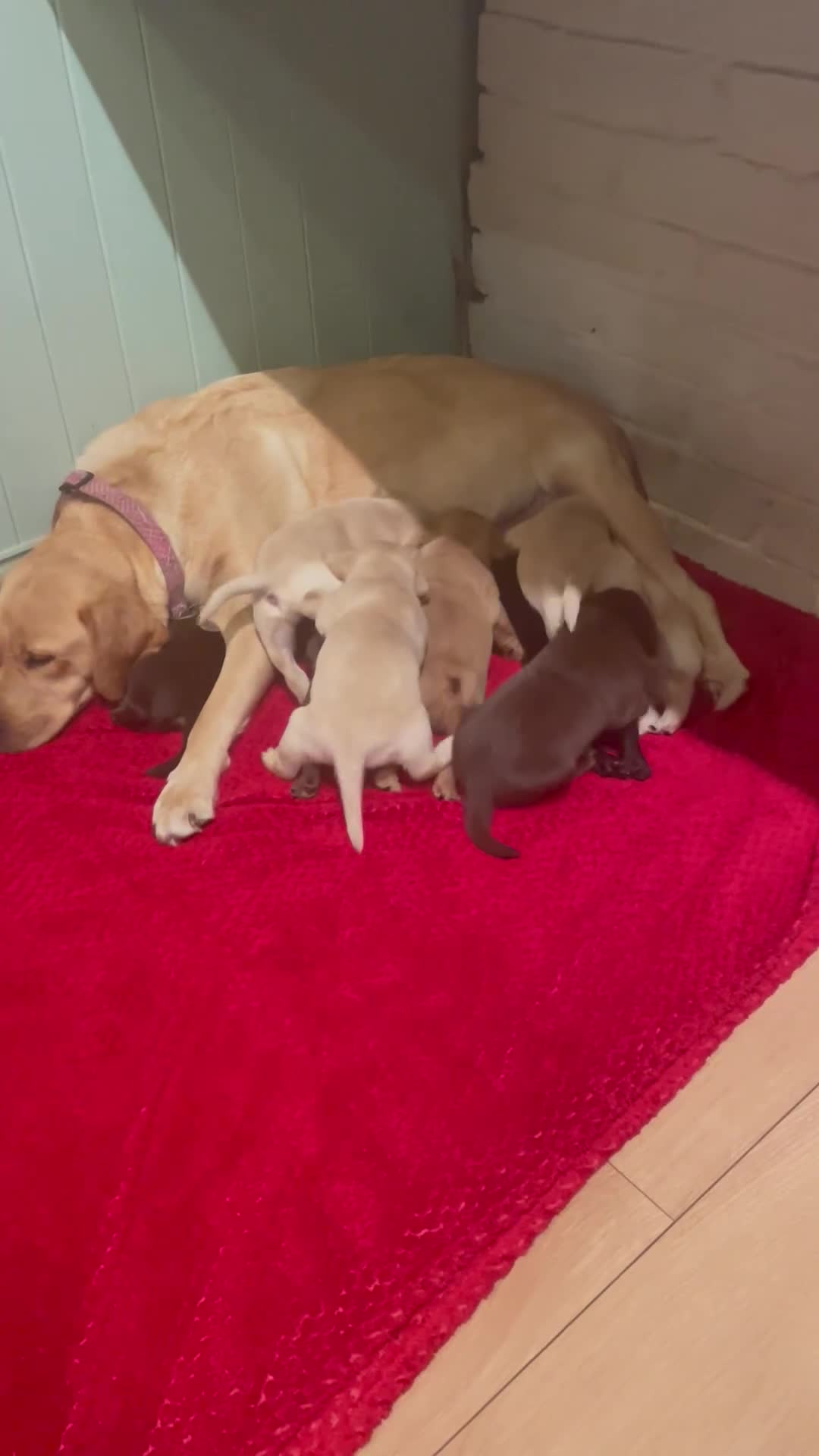 Labrador Retriever dogs for sale: Labrador retriever puppies  - Video 1