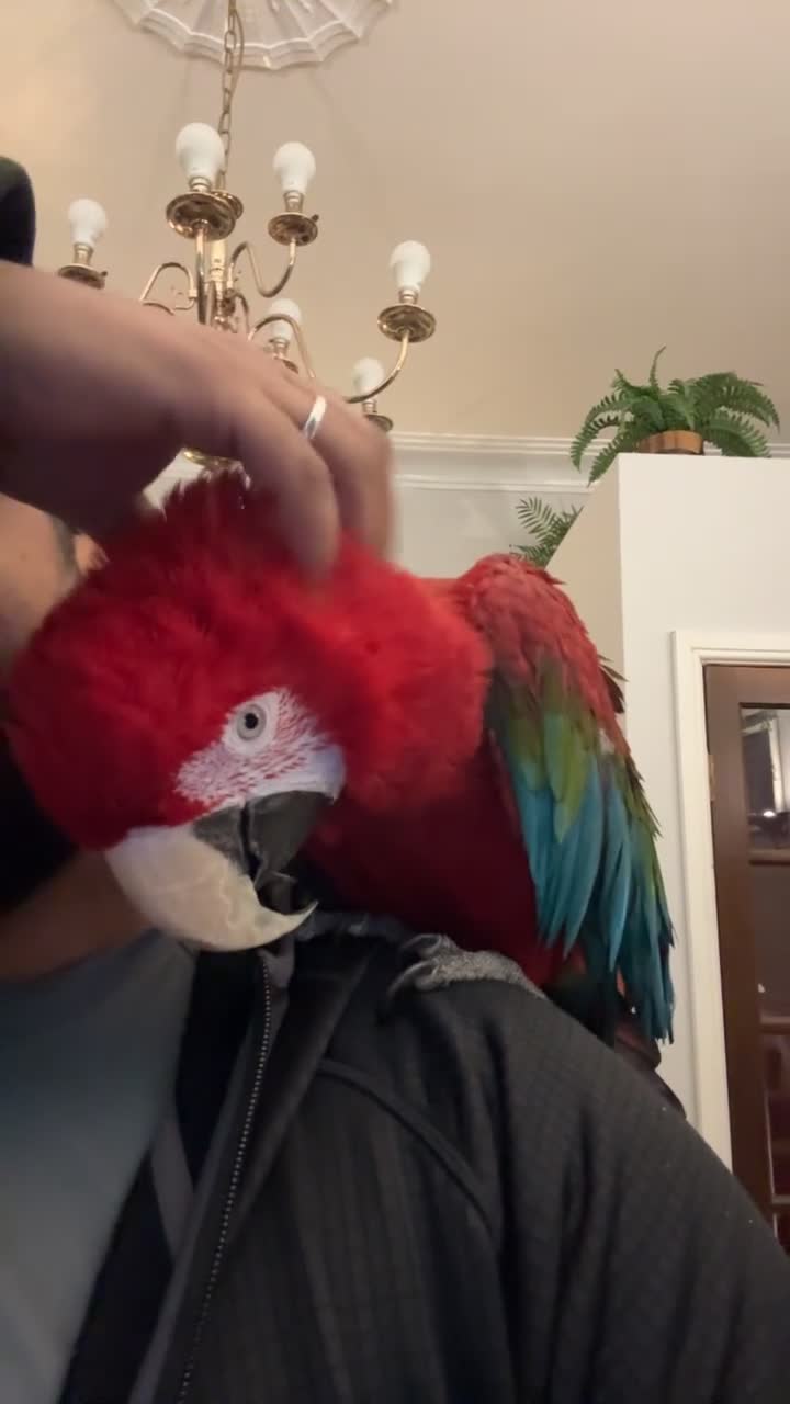 Macaws birds for sale: Tame&Talking Greenwing Macaw - Video 1