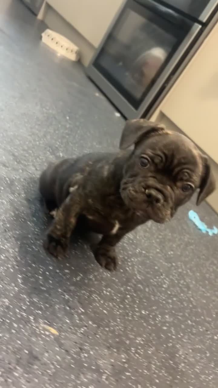 French Bulldog dogs for sale: Puppie for sale  - Video 2