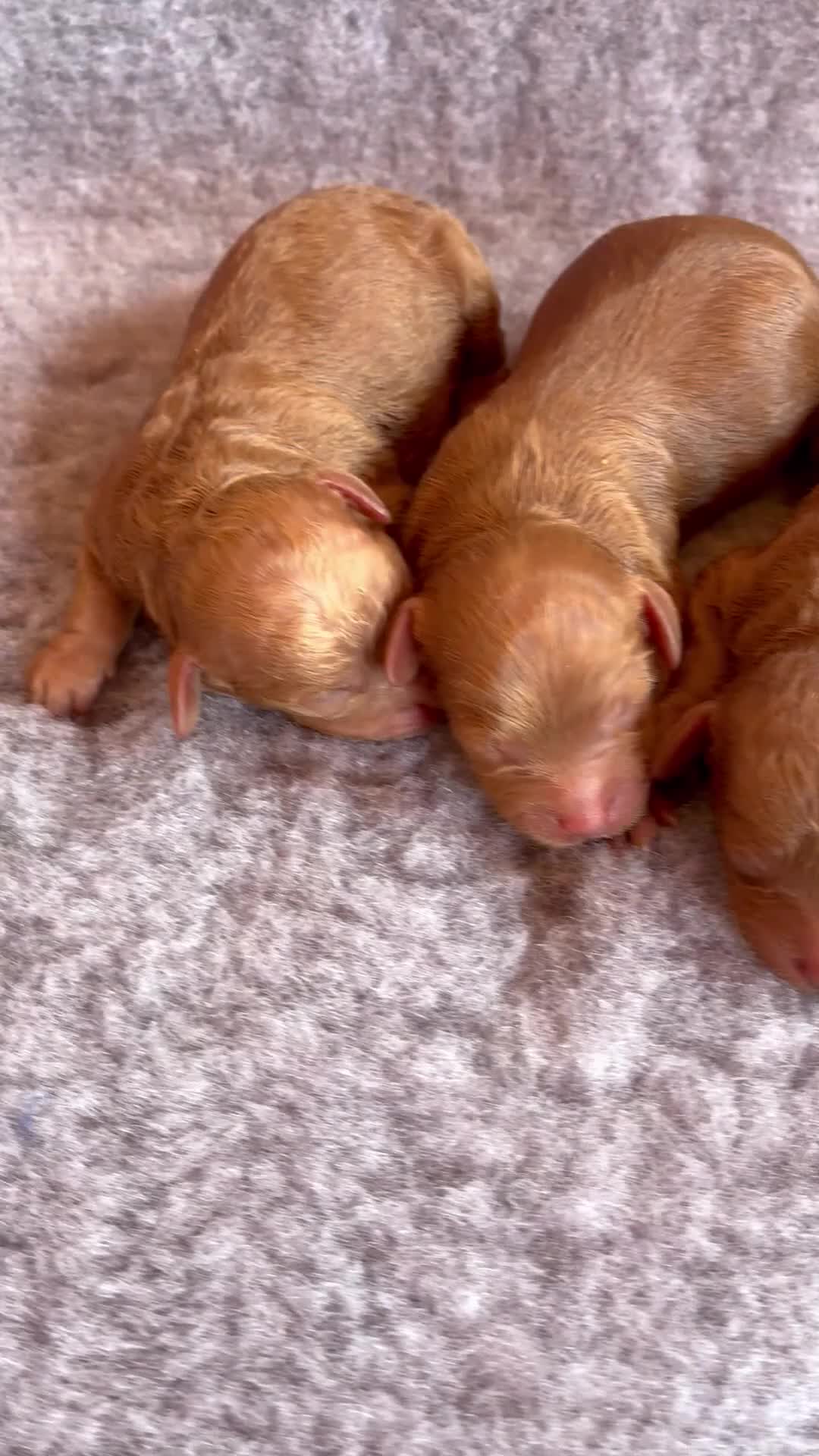 Cavapoo dogs for sale: MAHOGANY RED CAVAPOO PUPS  - Video 1