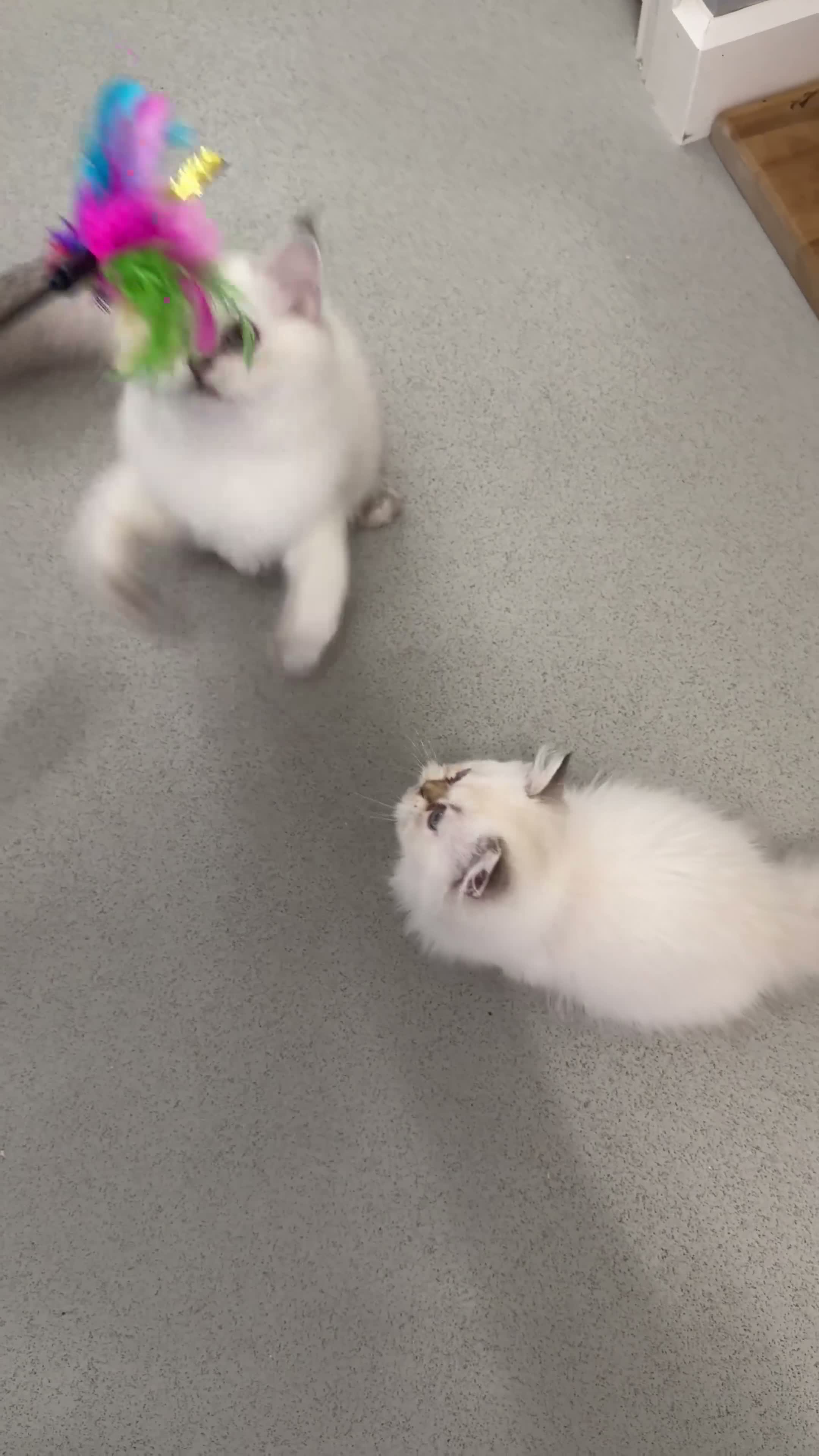 Scottish Fold cats for sale: READY **PRICE REDUCED **Top Quality Boy Kittens - Video 2