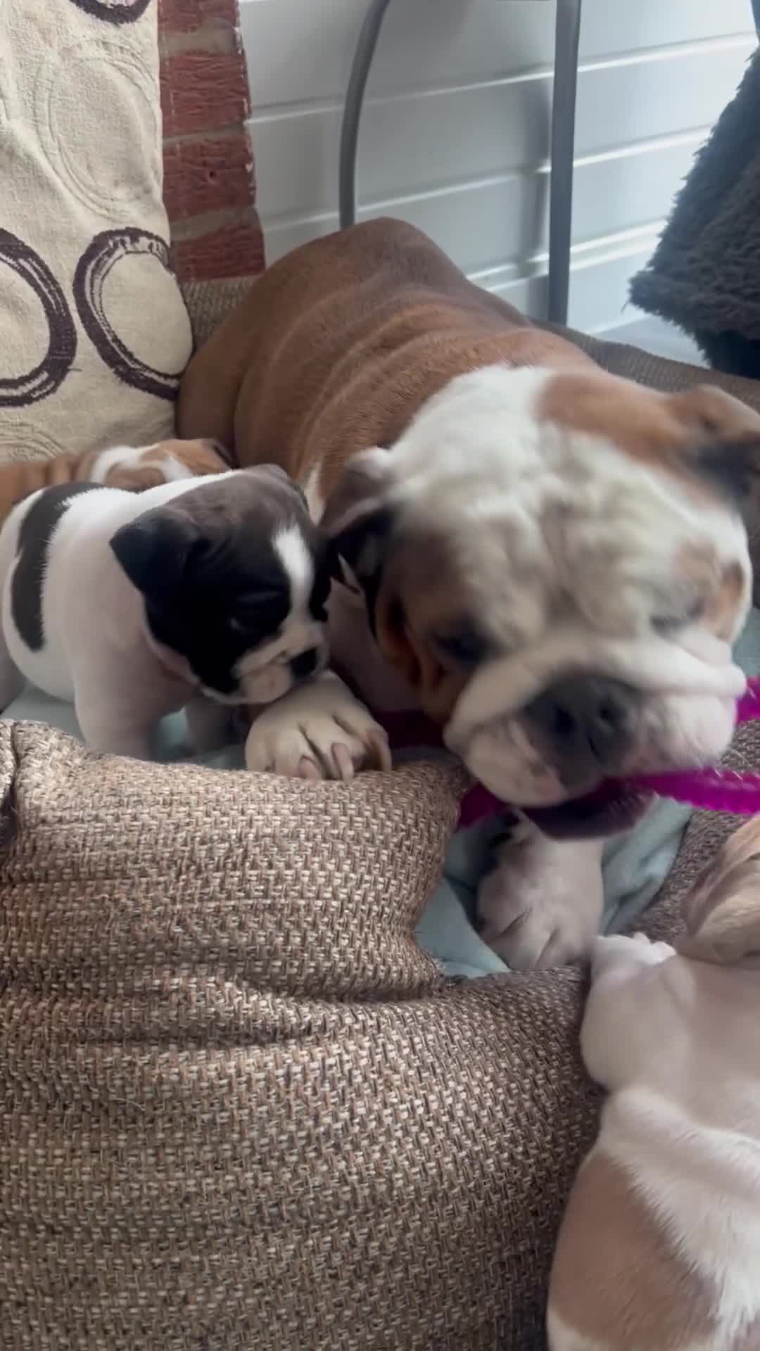 English Bulldog dogs for sale: Last Two - High Quality English Bulldog Puppies  in Atherstone - Video 3
