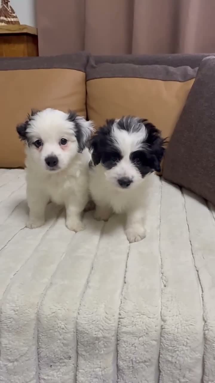 Bichon Frise dogs for sale: Two Little Hearts Bichon  - Video 1
