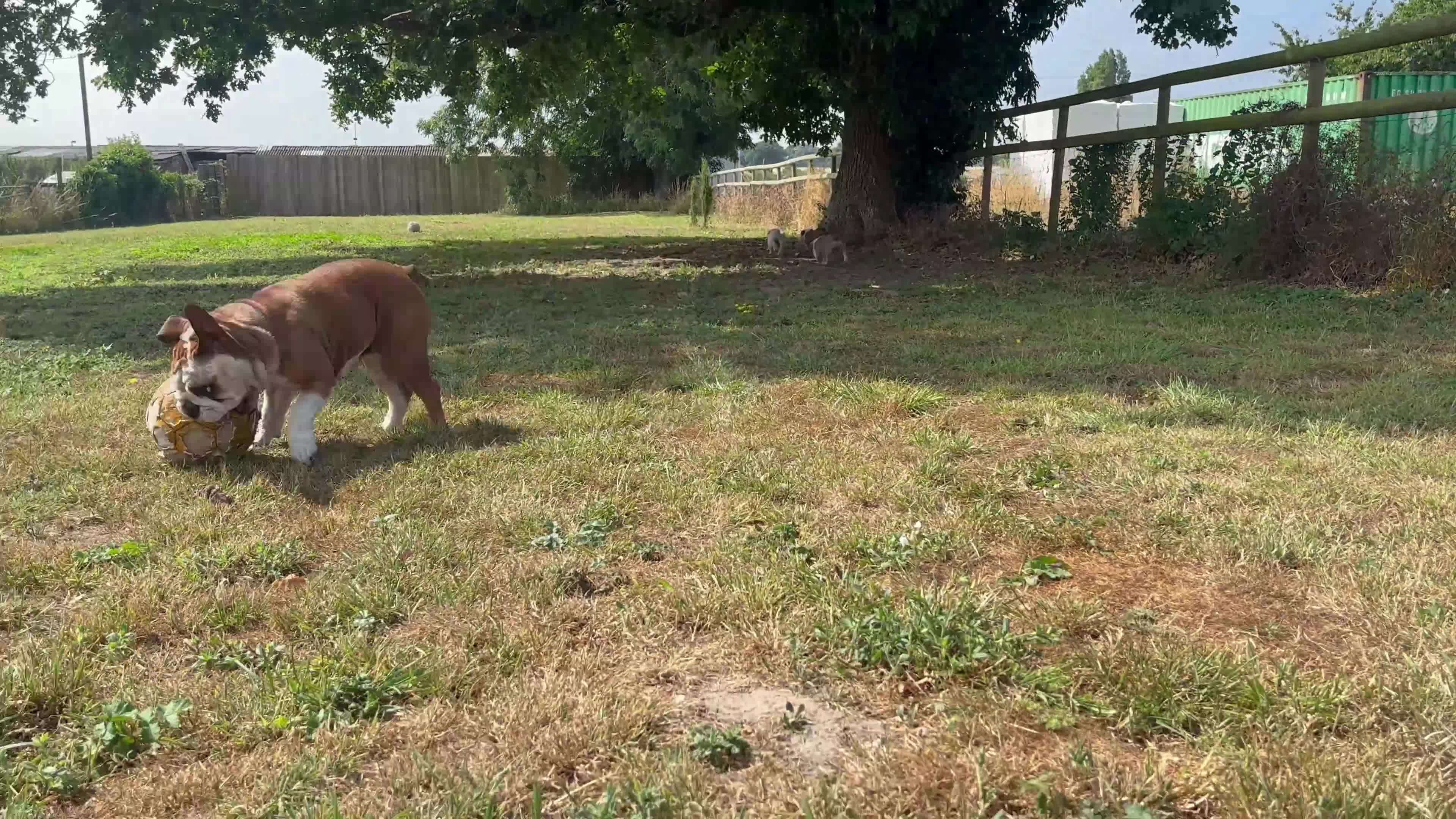 English Bulldog dogs for sale: 3 Red and white English bulldogs KC registered  - Video 1