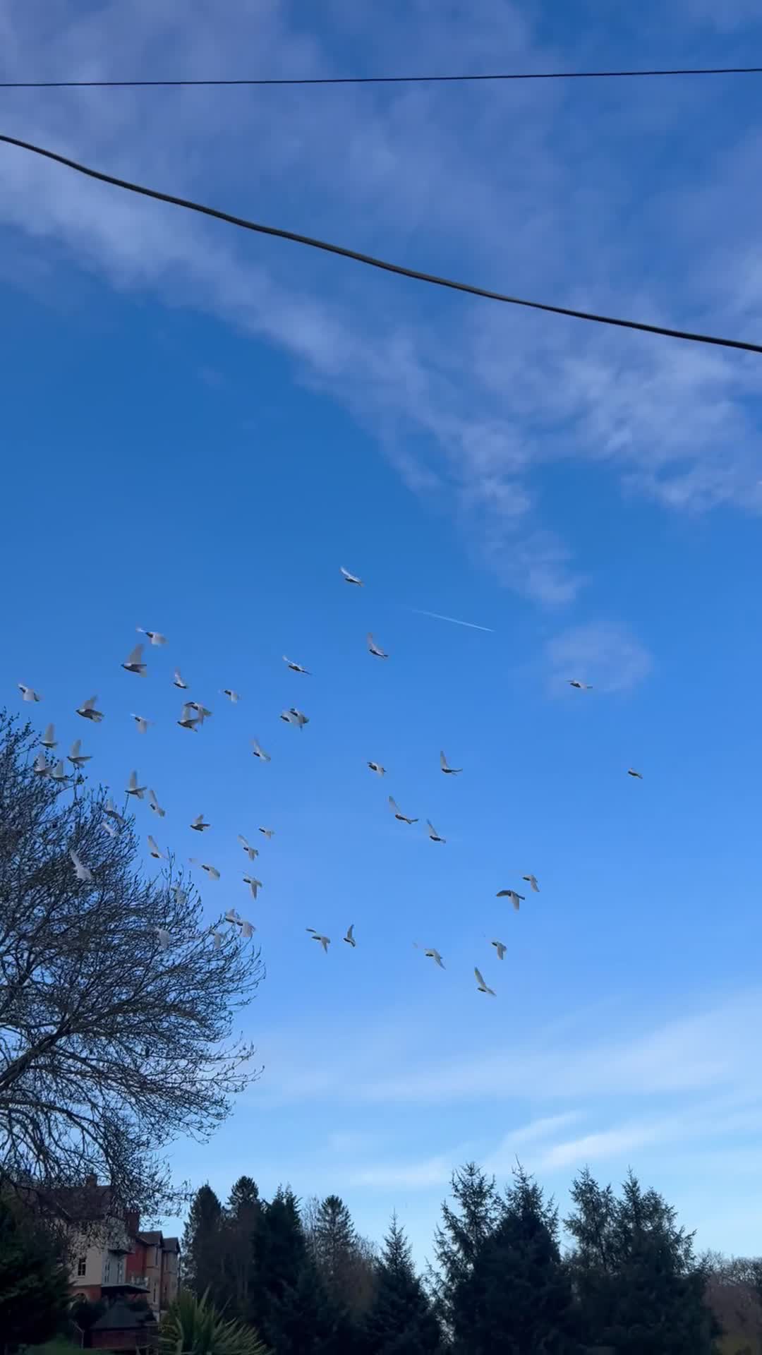 Pigeons birds for sale: Pure White Pigeons /Doves - Video 1