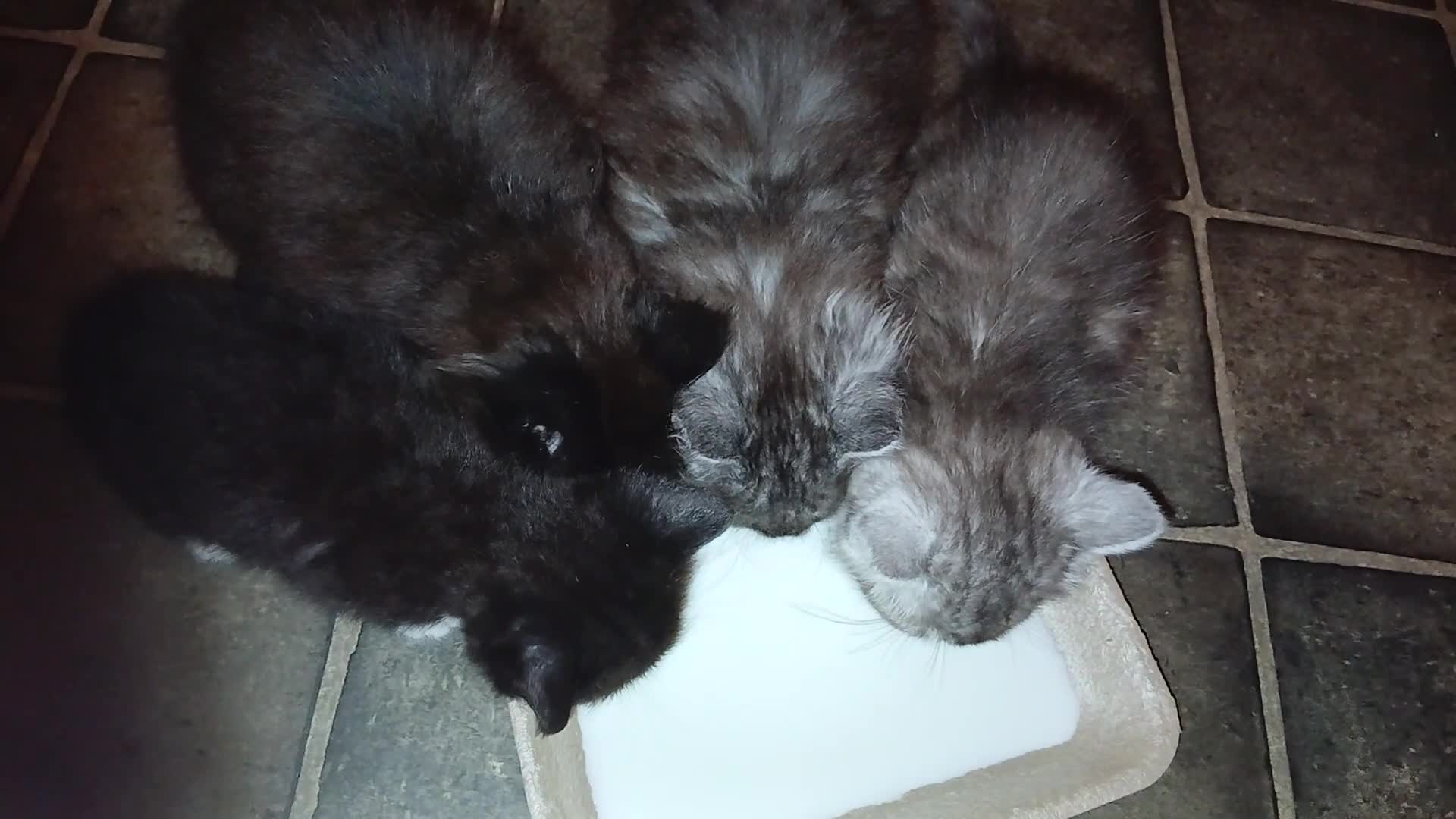 Mixed Breed cats for sale: Kittens for sale  - Video 1