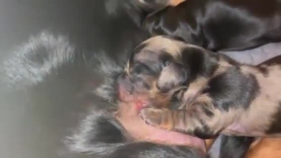 Miniature Dachshund dogs for sale: Stunning Kc Reg Long Hair Mini Dachshund puppies - Video 1