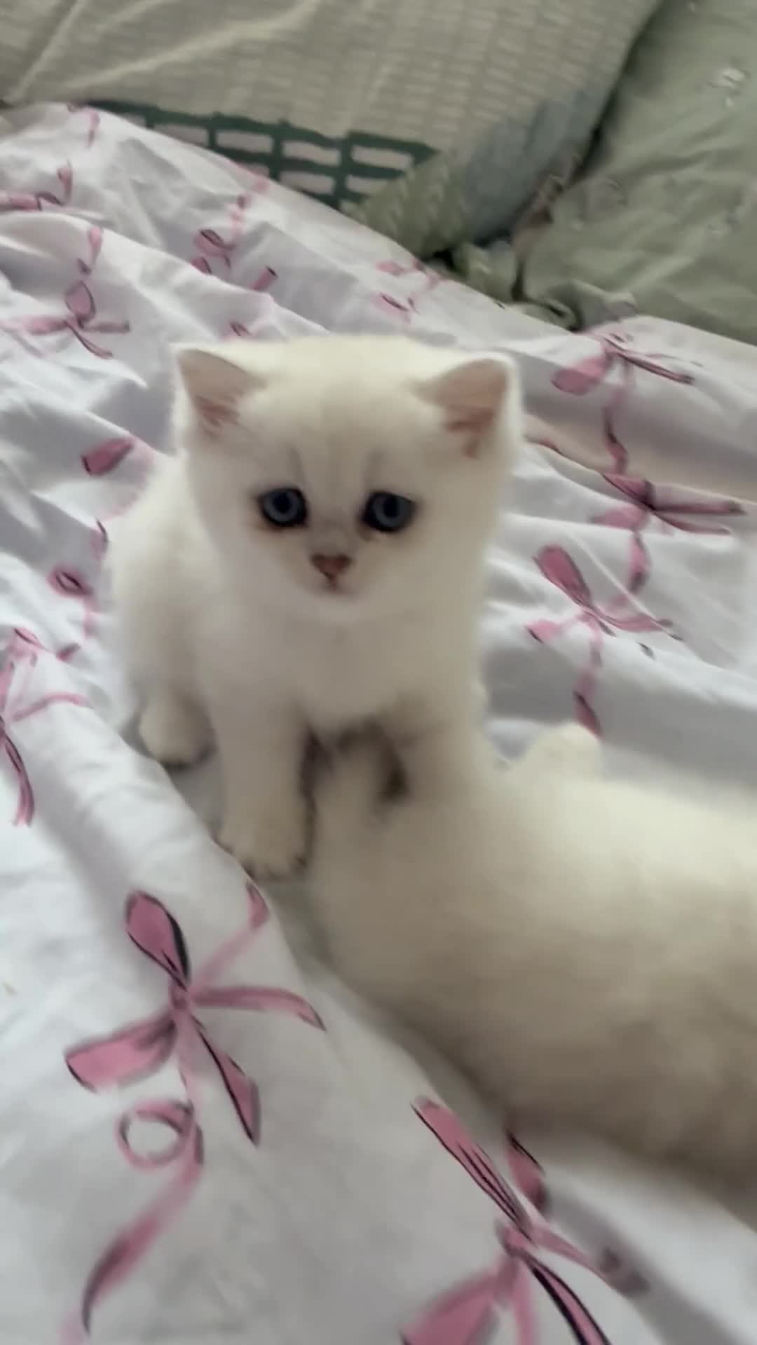 British Shorthair cats for sale: Beautiful British shorthair kitten ready to go - Video 2