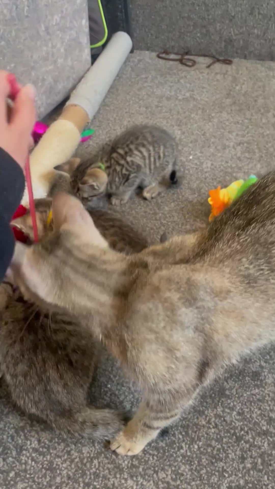 Mixed Breed cats for sale: Gorgeous 12week old tabby brother and sister - Video 1