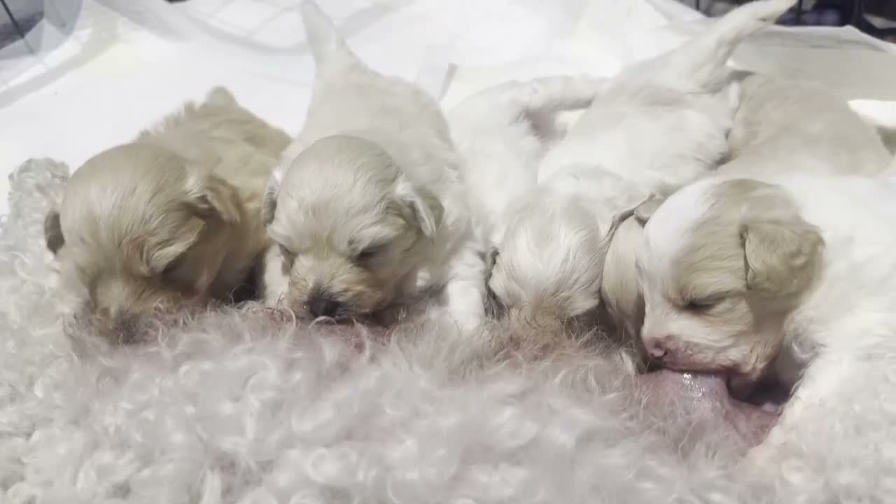 Maltipom dogs for sale: Gorgeous hypollargen puppies looking for home - Video 1