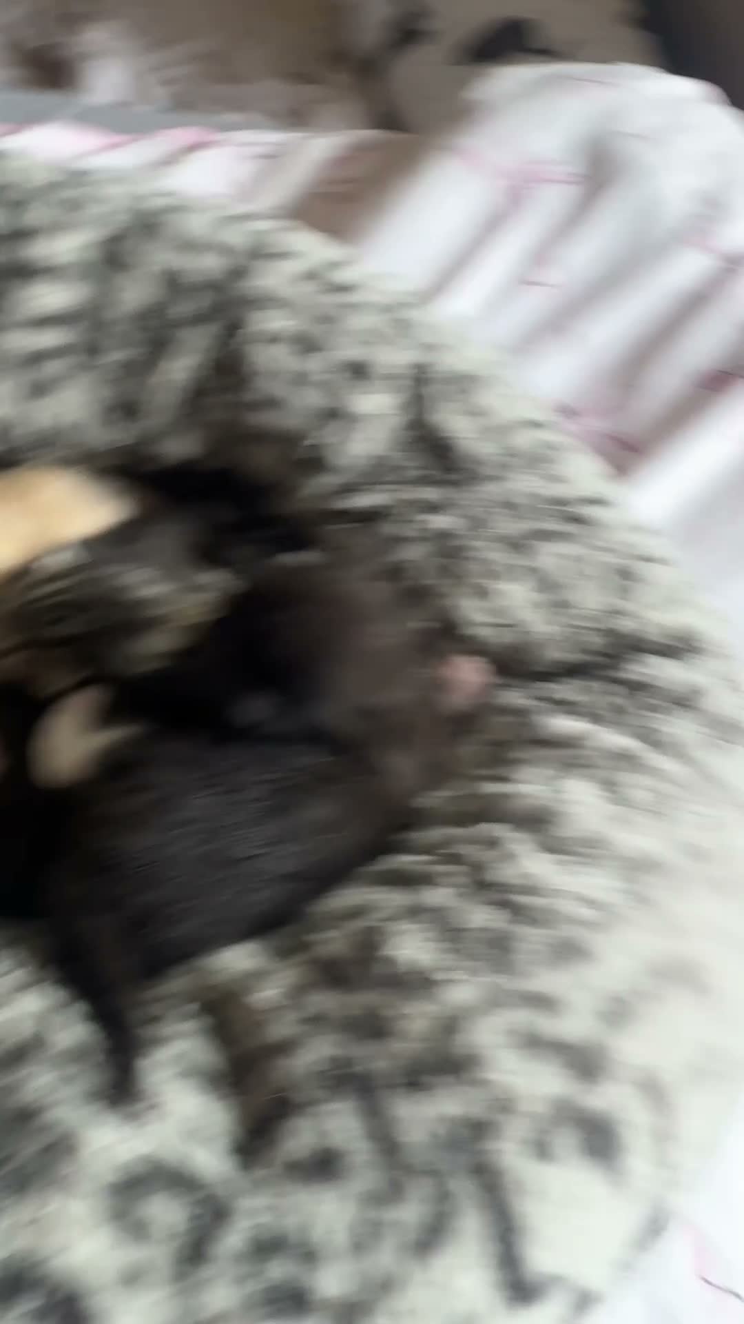 Mixed Breed cats for sale: 5 kittens  - Video 3