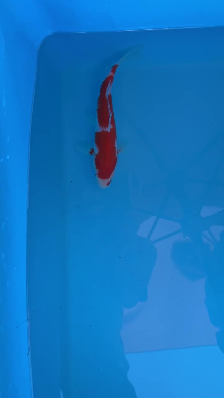 Koi Carp fish for sale: Koi Carp for Sale of Various Varieties and Ages - Video 3