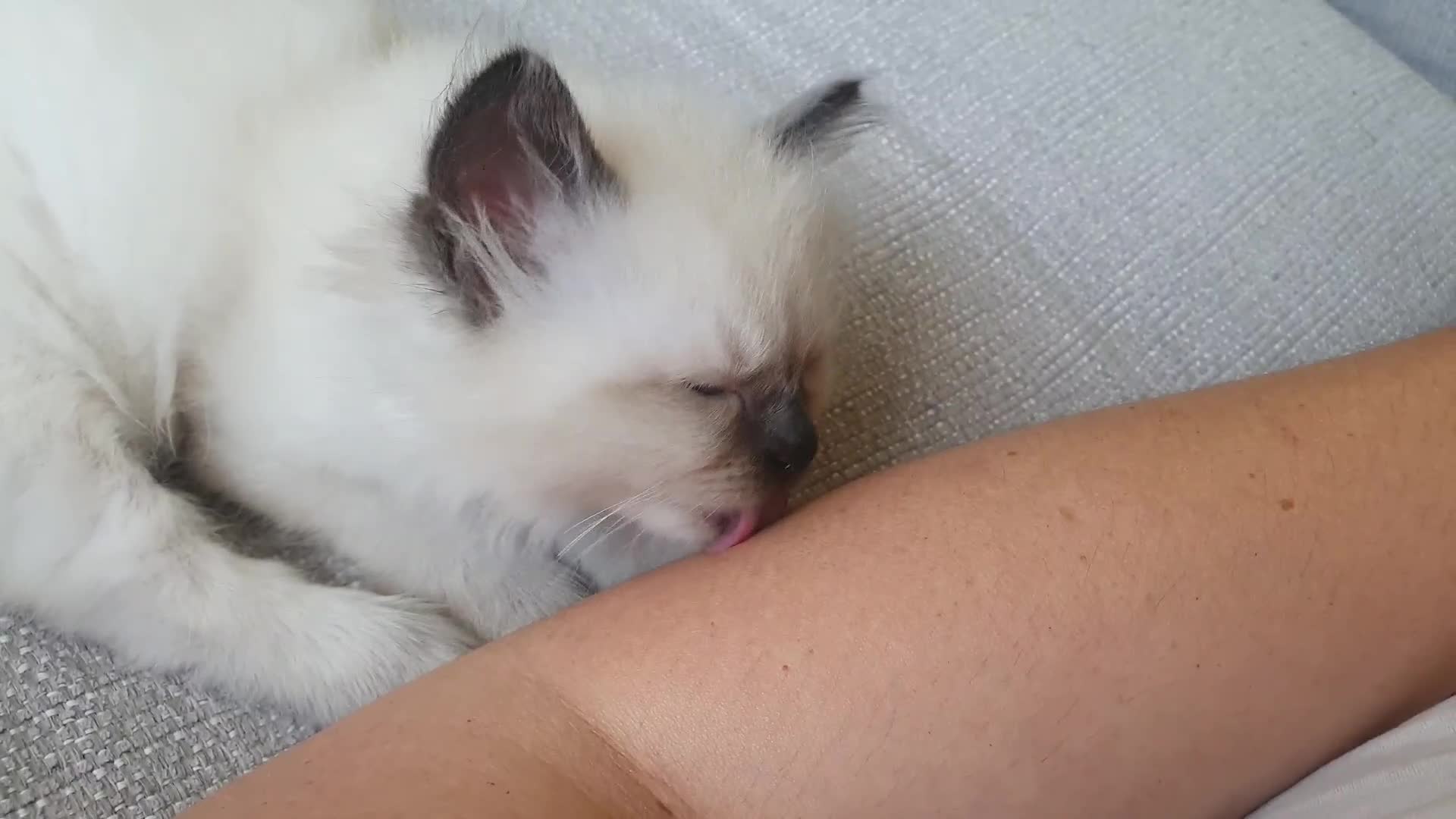 Ragdoll cats for sale: Ragdoll kittens - Video 1