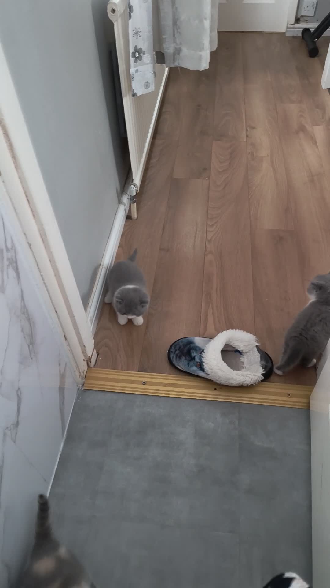 British Shorthair cats for sale: Gccf registered.Superb. Outstanding champions line - Video 4