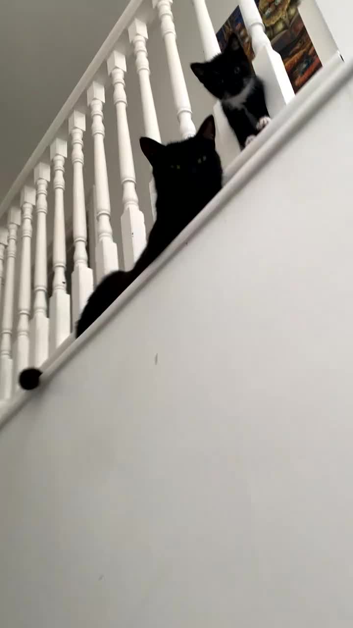 Mixed Breed cats for sale: 2 kittens 1 tux 1 tabby  - Video 1