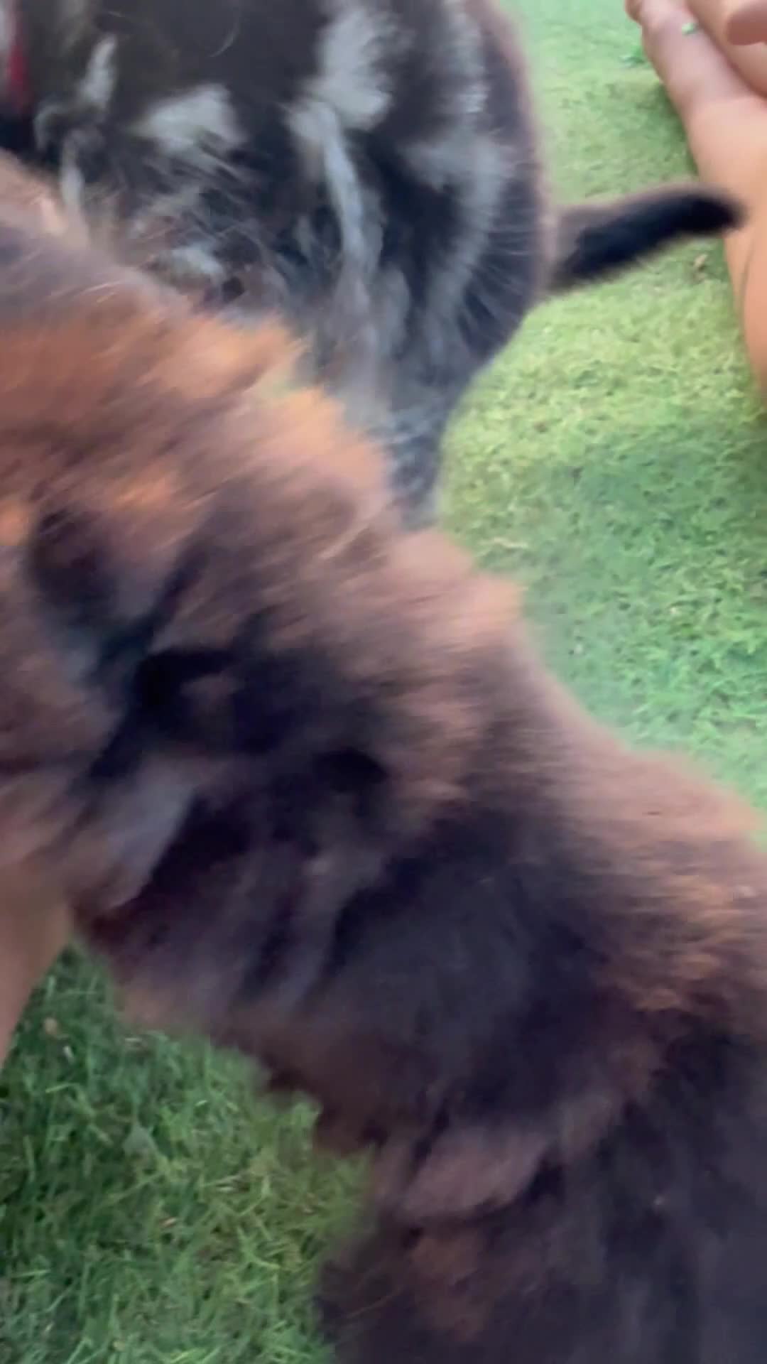 Mixed Breed cats for sale: One boy and one girl left - Longhaired, Kittens - Video 2