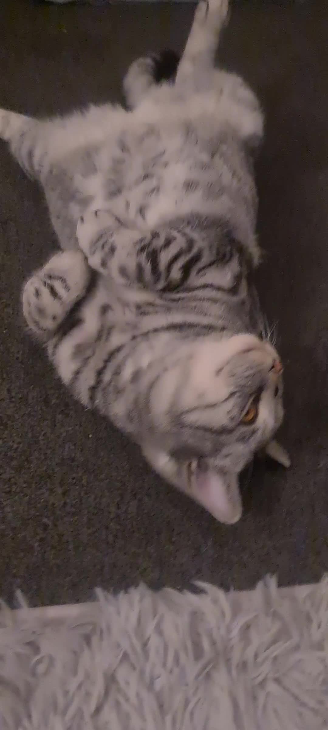 British Shorthair cats for sale: Beautiful British blue bella - Video 1