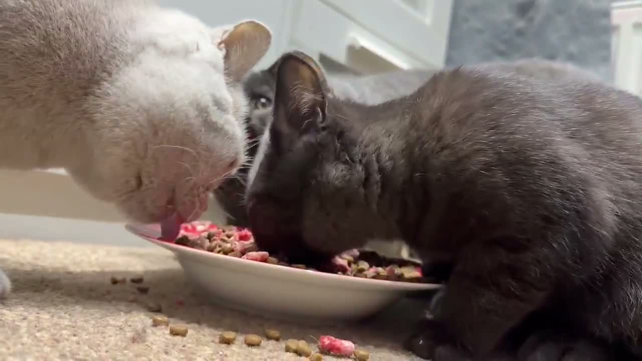 British Shorthair cats for sale: Last two girls available  - Video 1