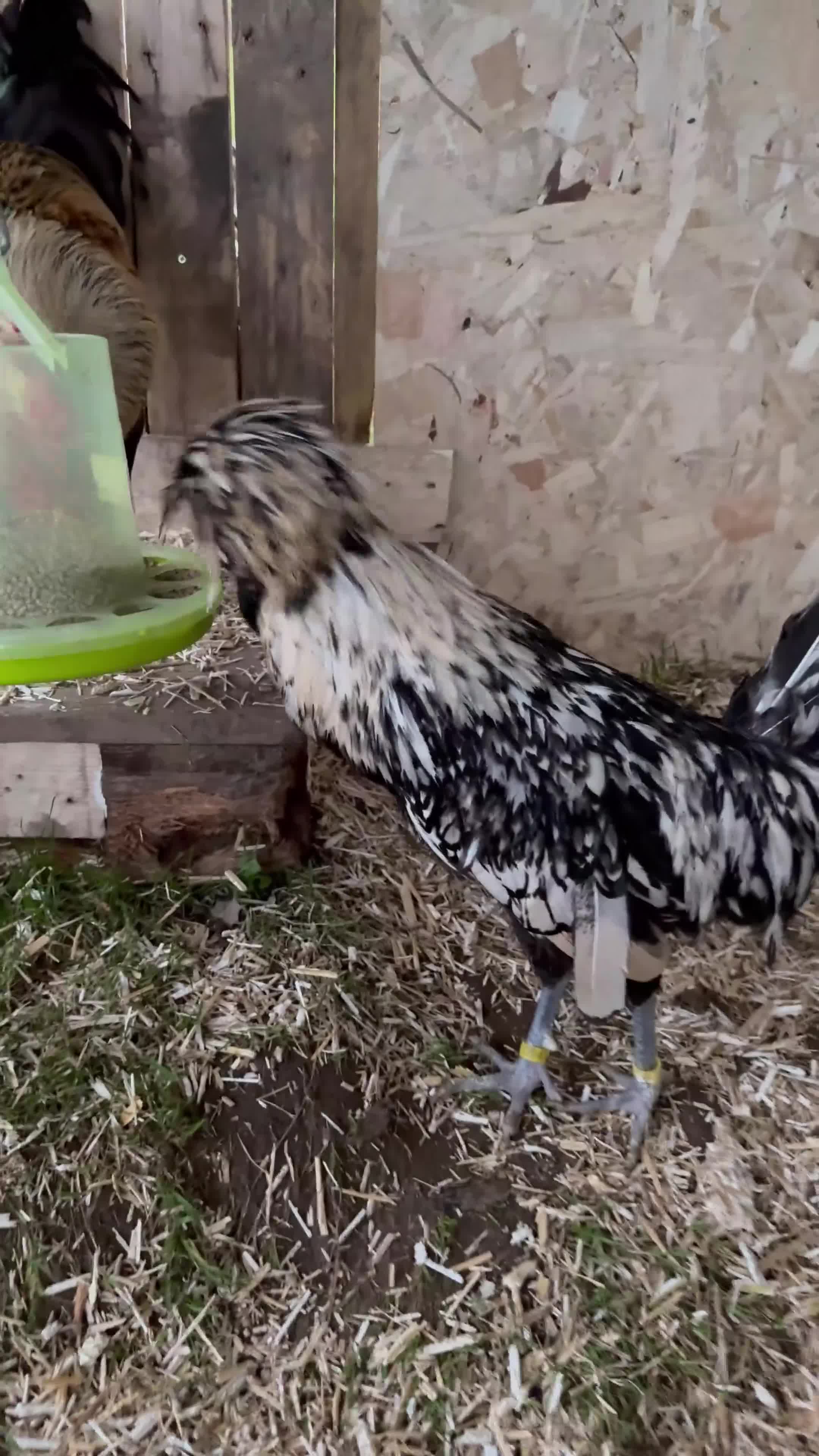 Chickens poultry for sale: x2 Polish Cockerels in Belper - Video 1