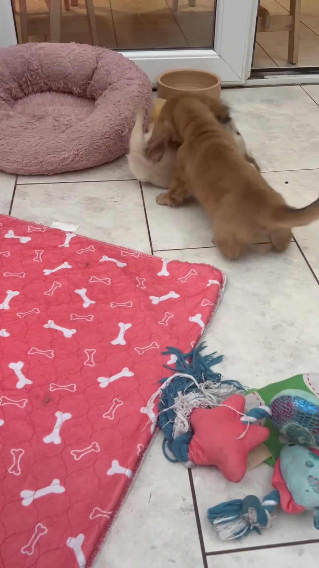 Dachshund dogs for sale: Mini Dachshund Long-haired Boy - Video 1