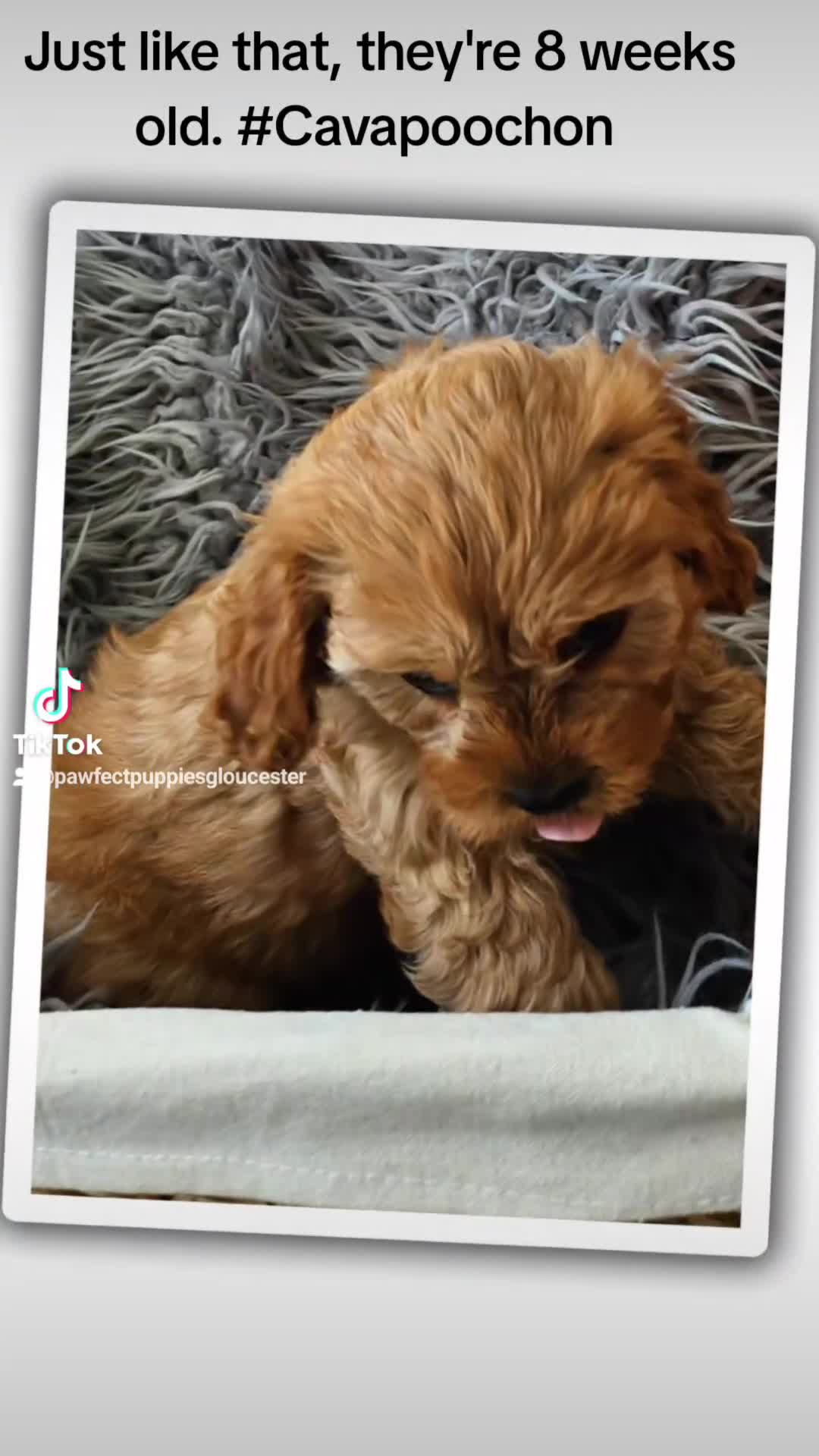 Toy Poodle dogs for stud: Stud KC-registered toy poodle, DNA clear. in Gloucester - Video 3