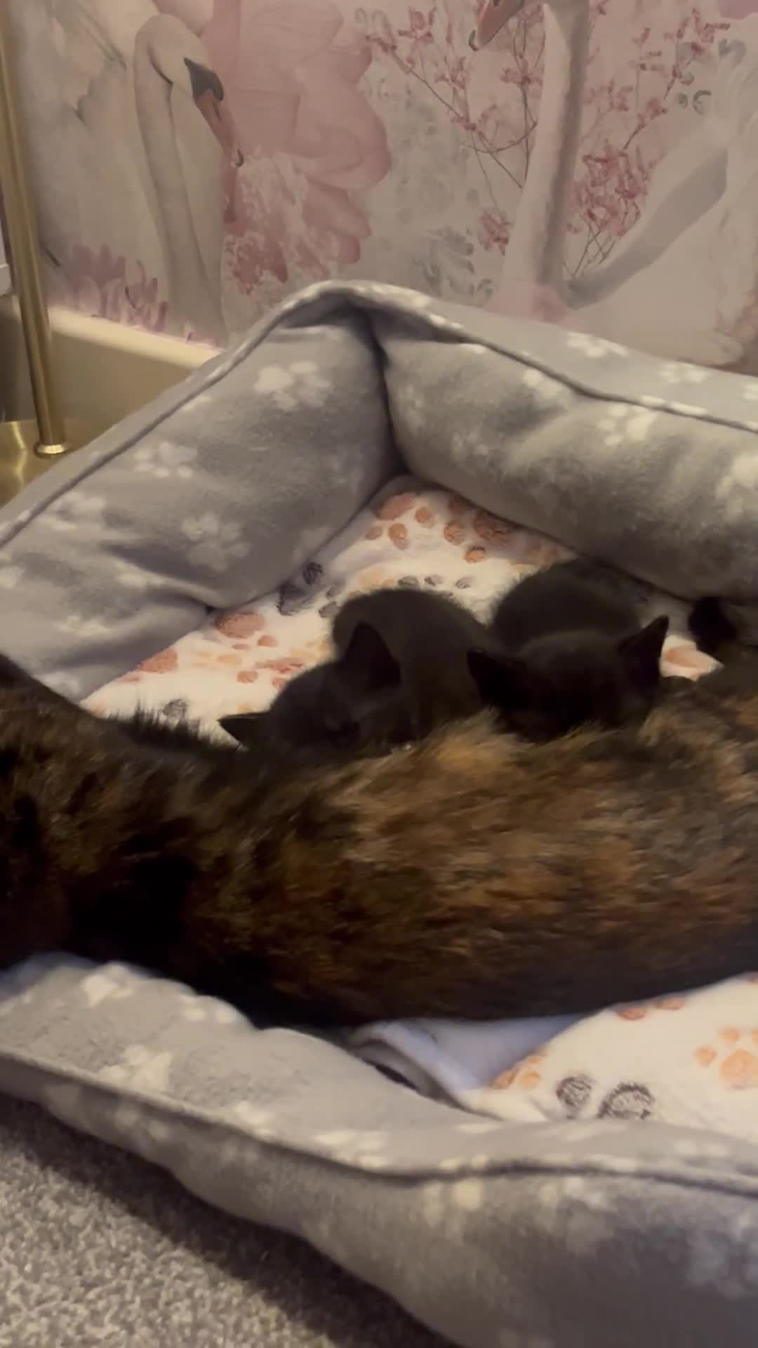 Domestic Shorthair cats for sale: 2x black kittens  - Video 1