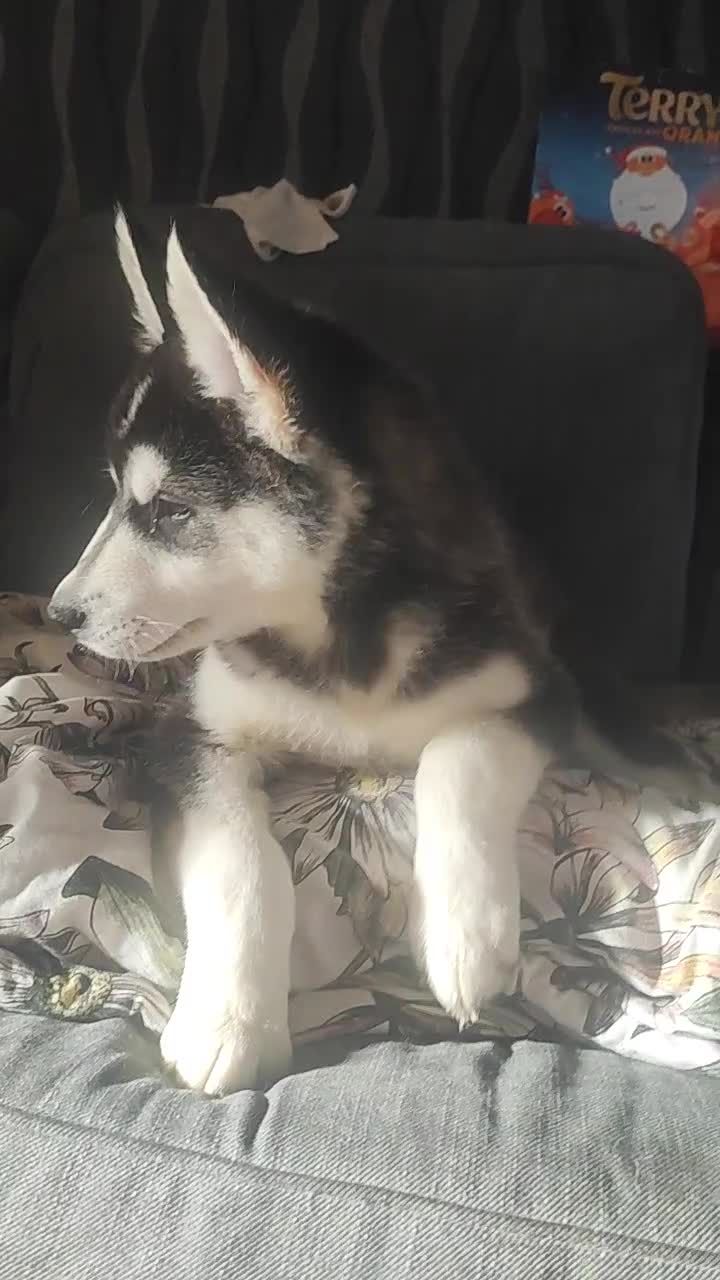 Utonagan dogs for sale: Maliky/ huskymute puppies  - Video 2