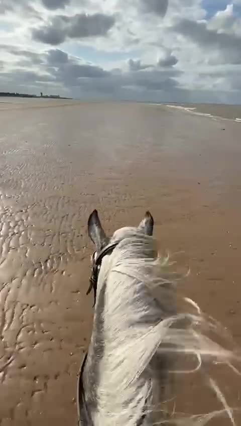 Dartmoor horses for sale: Winter Merry legs - perfect pony club pony - Video 5