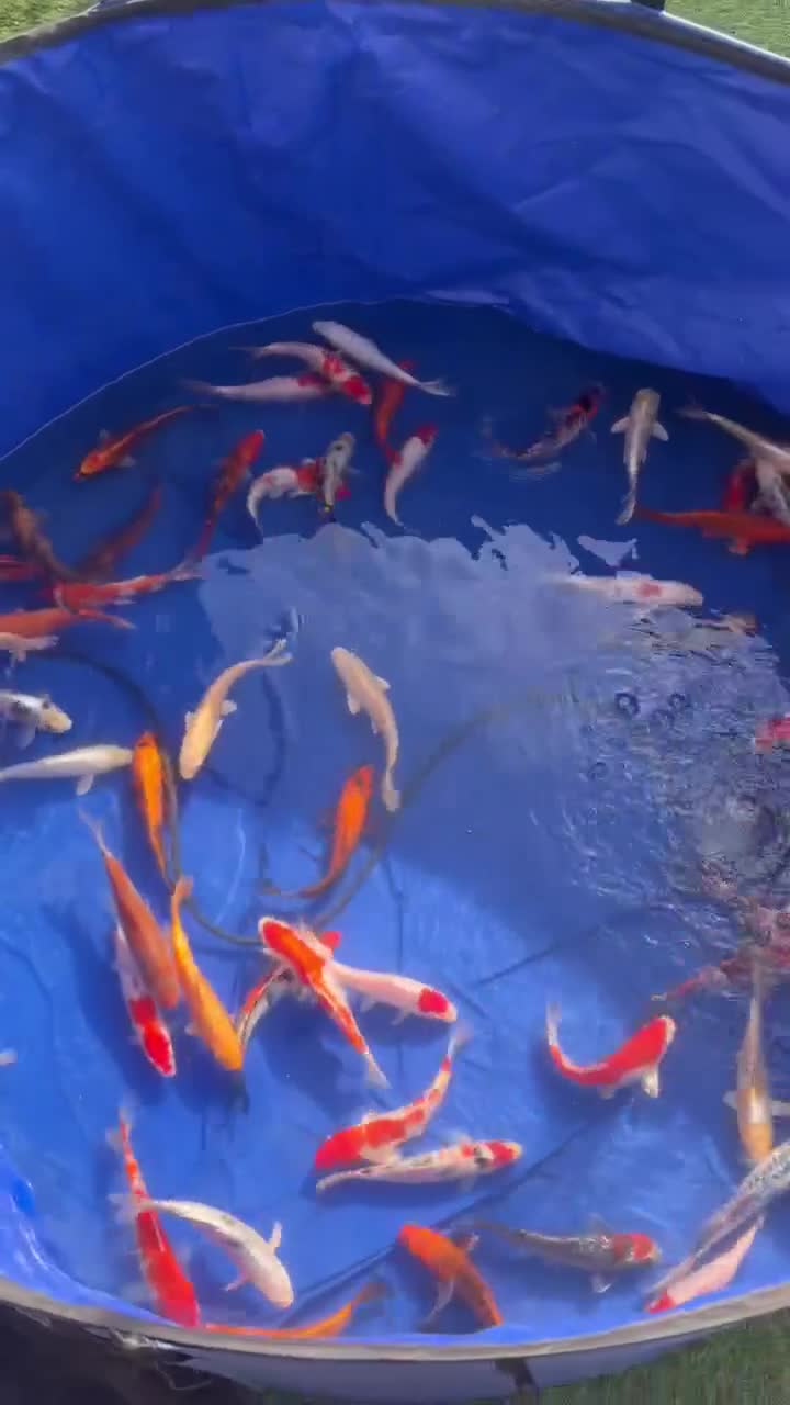 Pond Fish fish for sale: Pond closure Koi in Coventry - Video 2