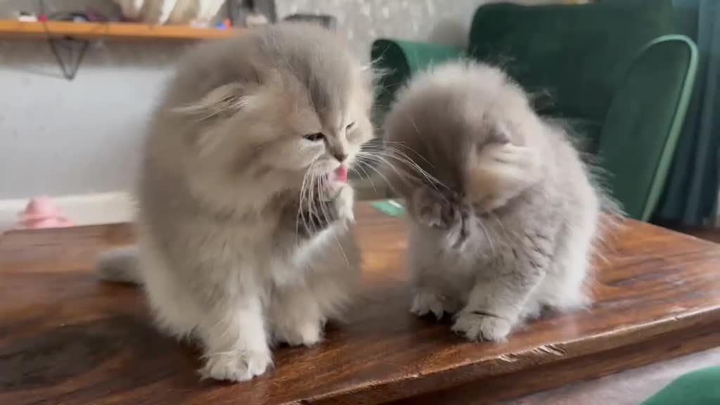 British Longhair cats for sale: Female  in London - Video 2