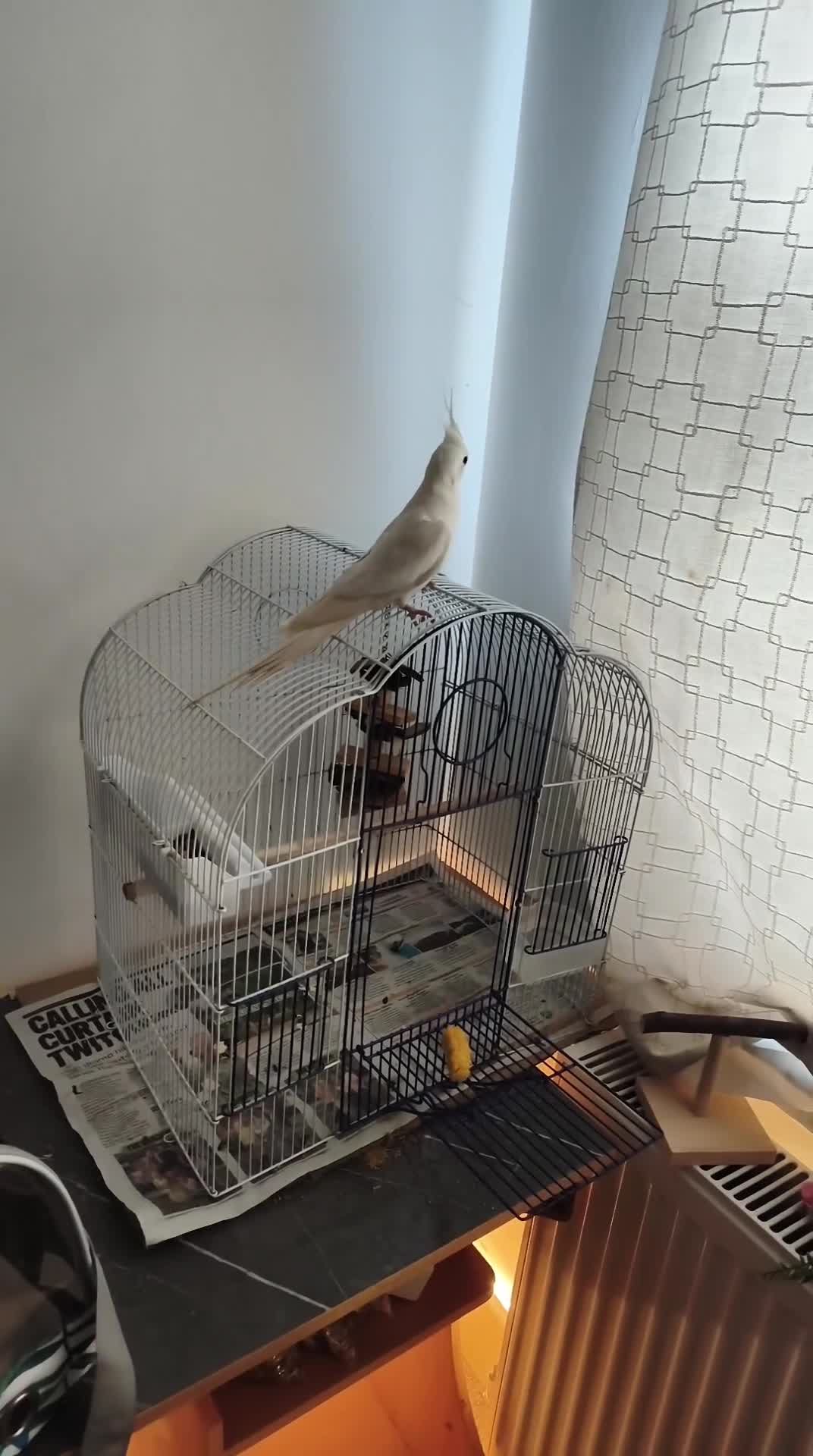 Cockatiels birds for sale: 1yr old cockateil for sale in Chatham - Video 1