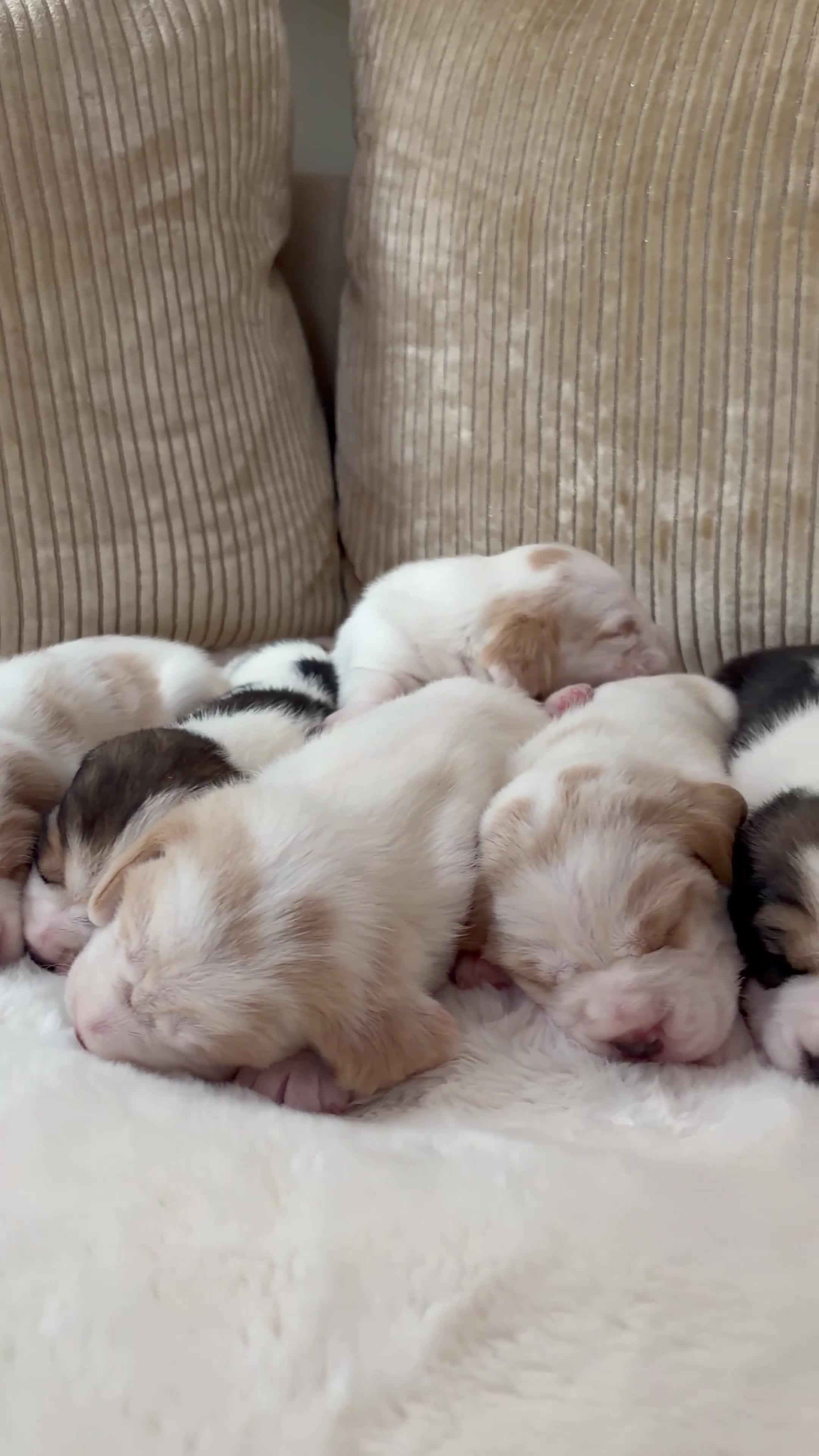 Beagle dogs for sale: STUNNING KC 5 GEN TRI COLOUR/TAN+WHITE BEAGLE PUPS - Video 1