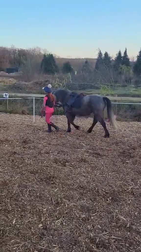 Welsh Section A horses for sale: Pretty Sophia,  in Bridgend - Video 2