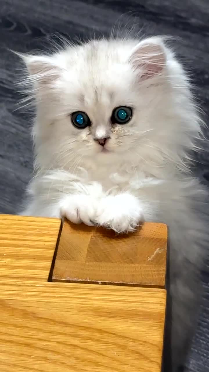 Persian cats for sale: Persian chinchilla kittens  - Video 2