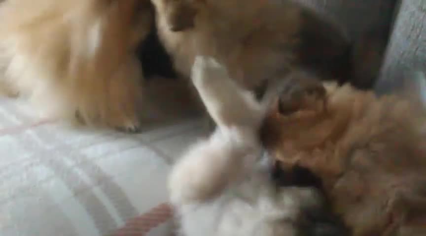 Pomeranian dogs for sale: Pomeranian puppies for sale - Video 1