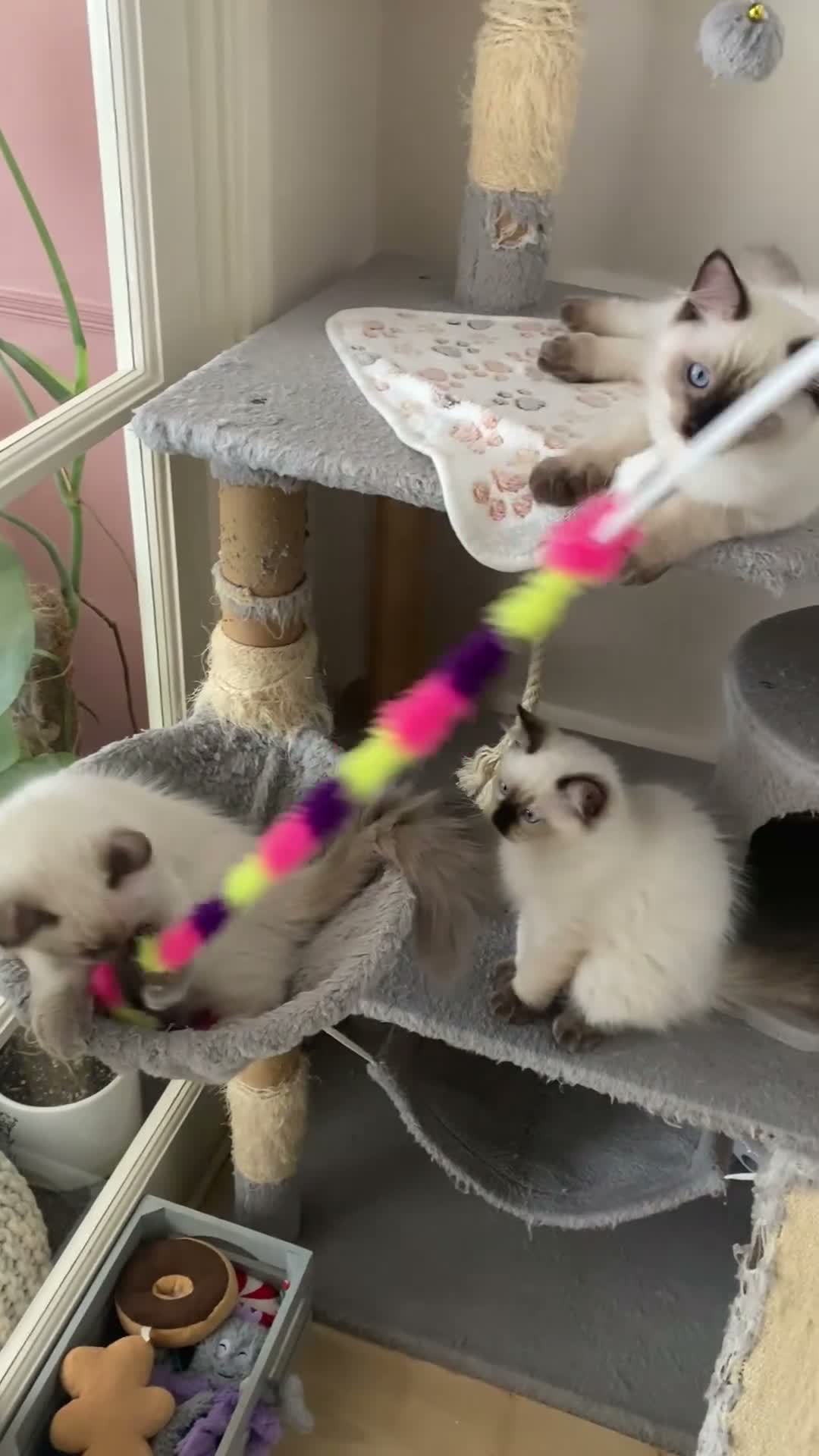 Ragdoll cats for sale: GCCF Ragdoll kittens - Video 3