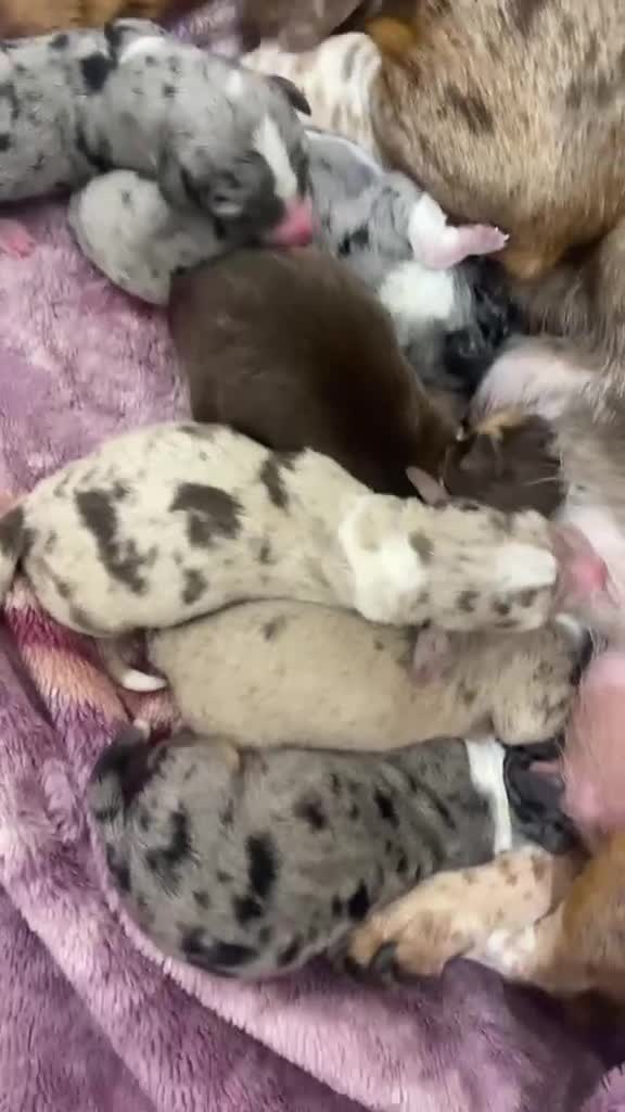 Jackshund dogs for sale: Jackhaunds / daxijacks  in Birmingham - Video 1