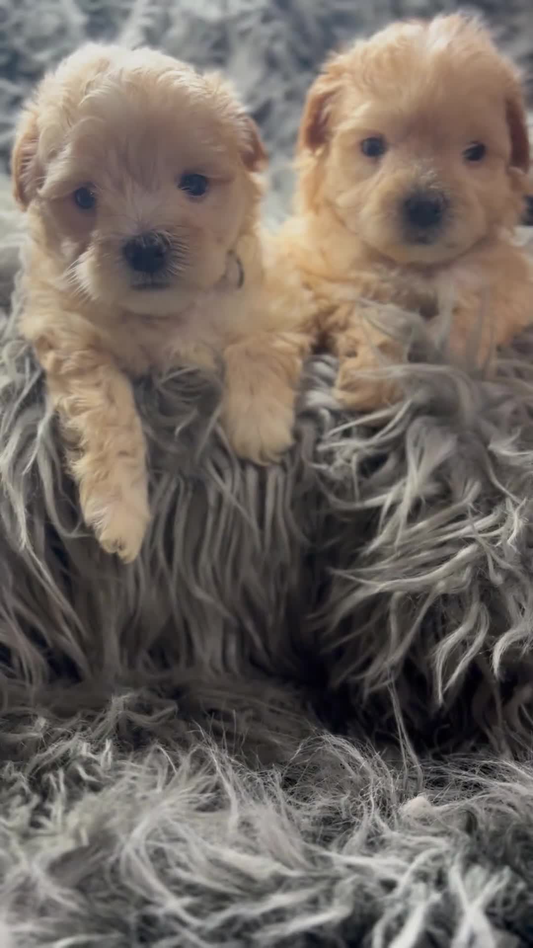 Maltipoo dogs for sale: TINY TOY F1 HEALTH TESTED MALTIPOO PUPS - Video 1