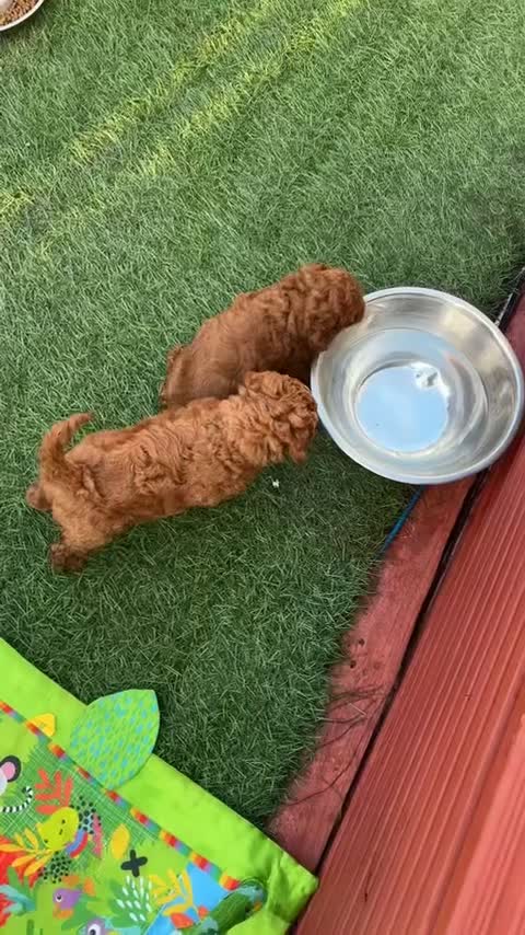 Cockapoo dogs for sale: STUNNING COCKAPOO PUPPYS EXTENSIVELY HEALTH TESTED - Video 1