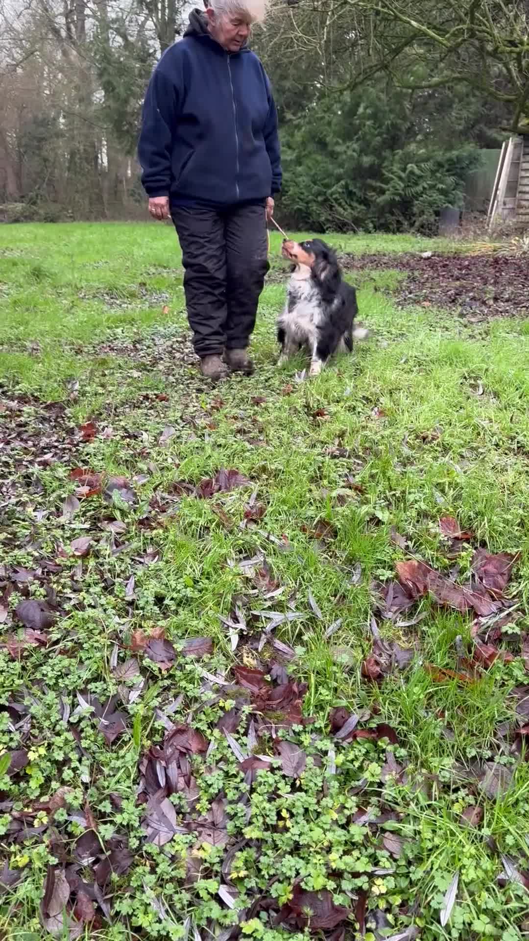 Sprocker dogs for sale: Beautiful Sprocker Boy ❤️ - Video 2