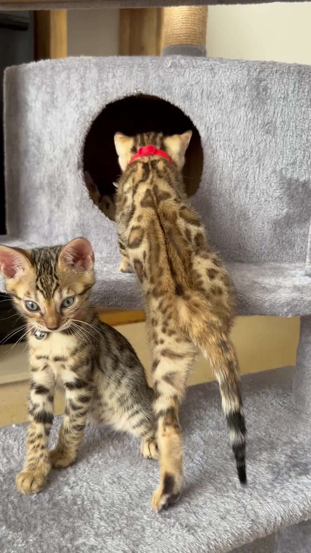 Bengal cats for sale: Registered male bengal kitten - Video 1