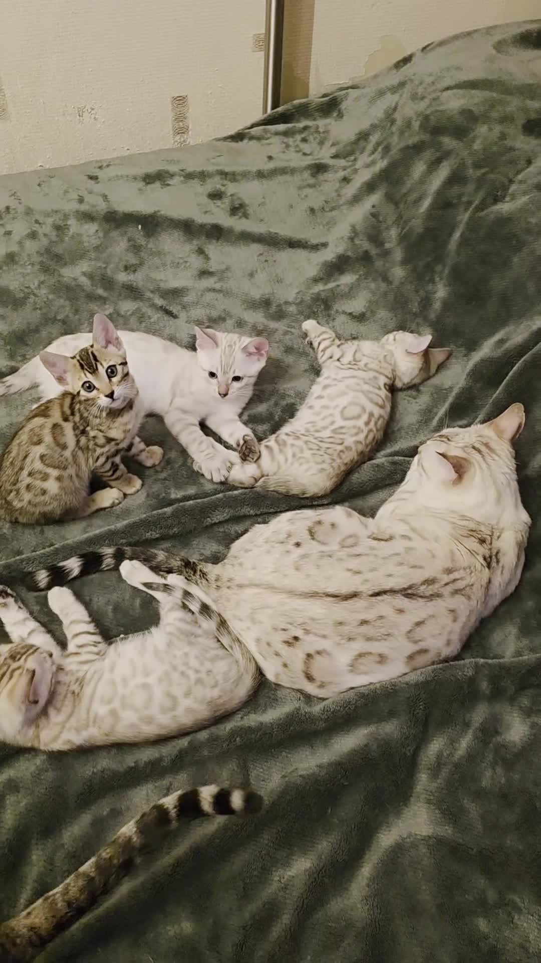 Bengal cats for sale: Beautiful 🐾 5 BENGALPARADISE 🐾 Kittens - Video 4