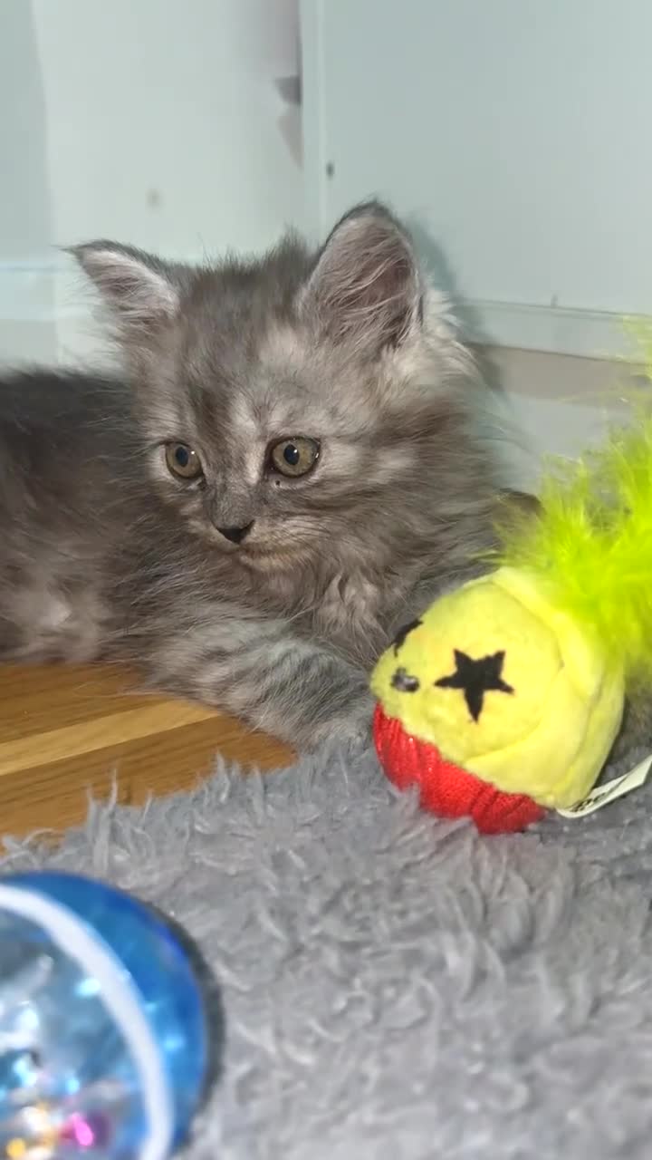 Mixed Breed cats for sale: Mixed breed: domestic long hair / Persian  - Video 2