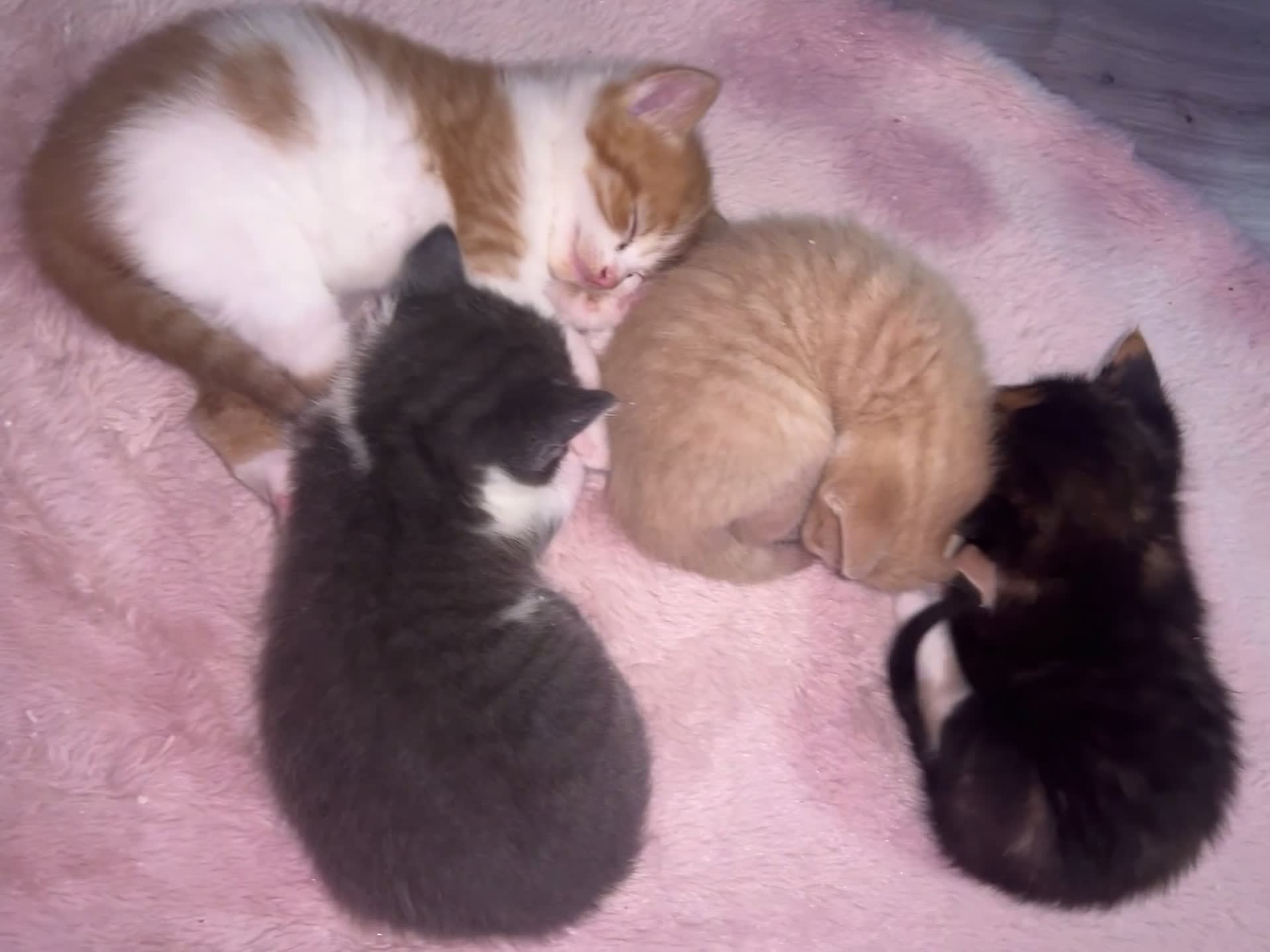 British Shorthair cats for sale: Four Adorable Kittens 🤍 - Video 1