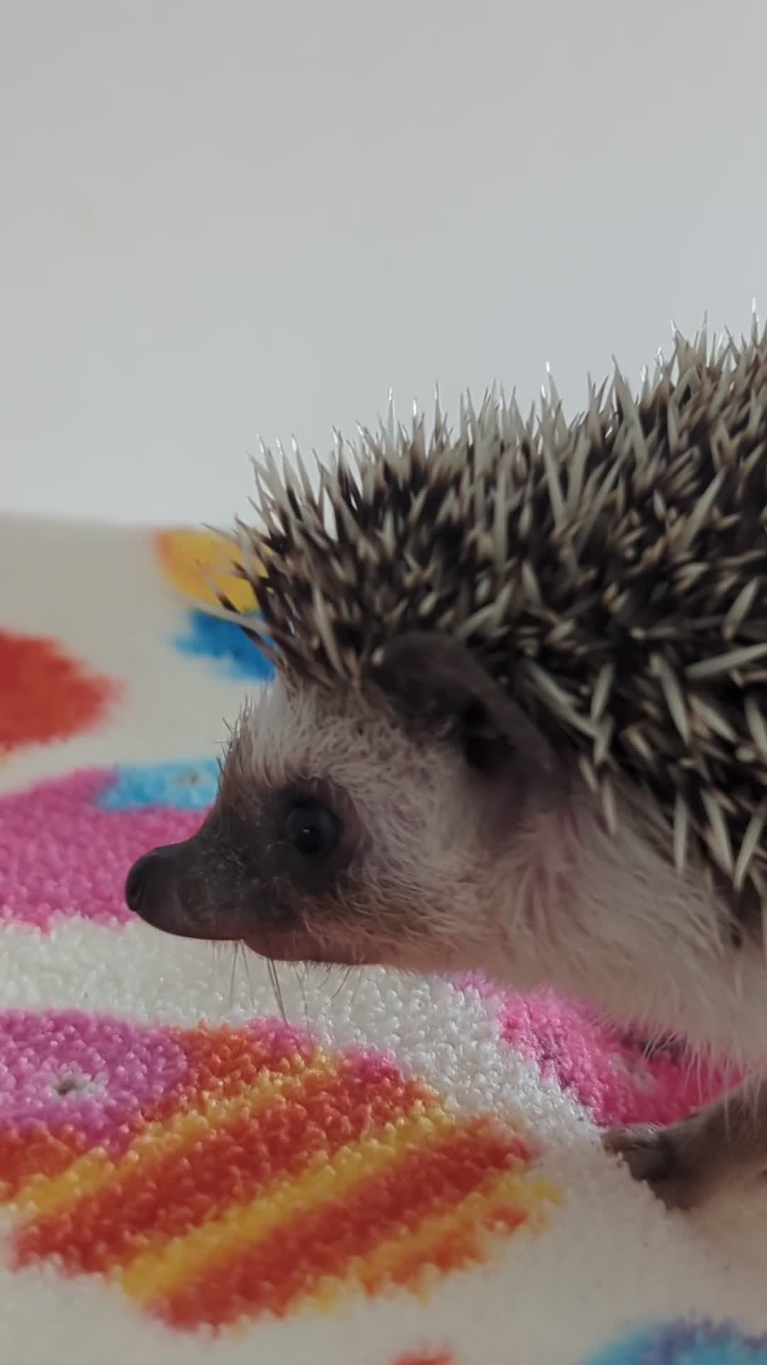 Pygmy Hedgehog rodents for sale: Gorgeous 11 week old Female/Ready Now!!! - Video 1