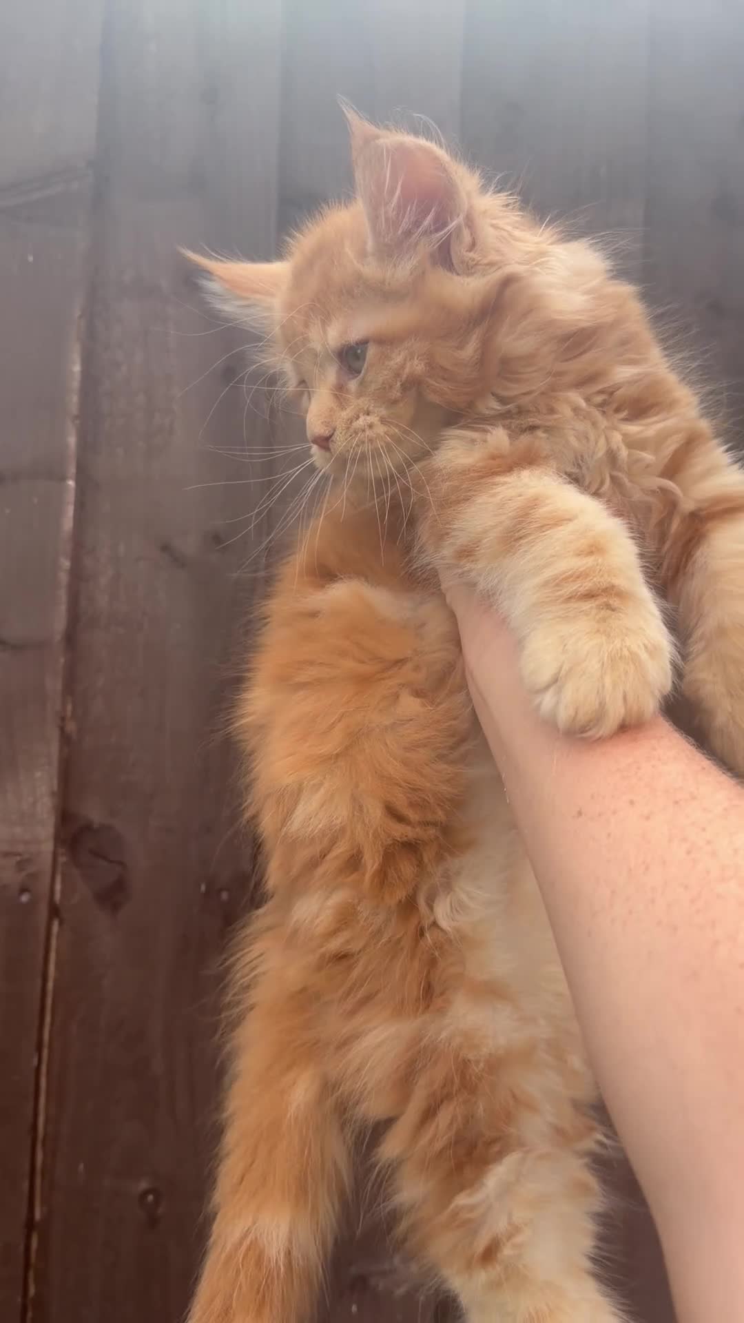 Maine Coon cats for sale: READY NOW⭐️ Tica Maincoon kittens  - Video 5